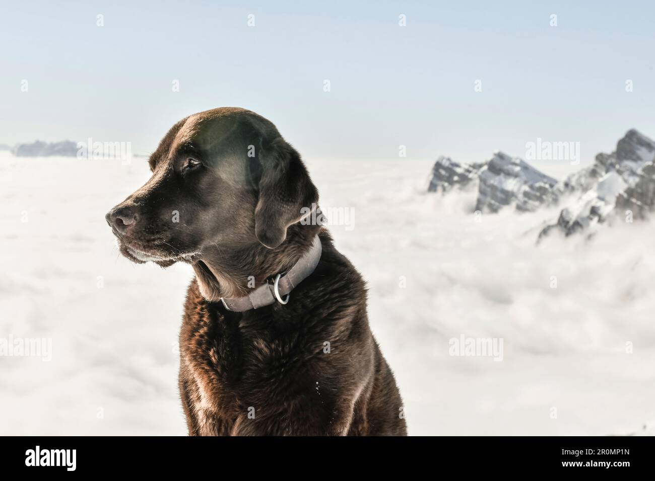 El perro Labrador marrón se encuentra en las montañas frente a los picos de montaña cubiertos de nieve del Churfirsten, cubierto de niebla. Suiza Foto de stock