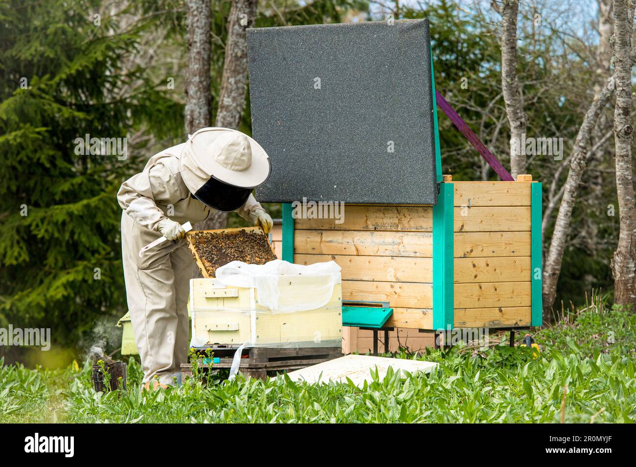 Mujer apicultora reubicando las abejas de la caja de entrega a la casa de la abeja estacionaria después de comprar nueva colmena en la primavera. Foto de stock