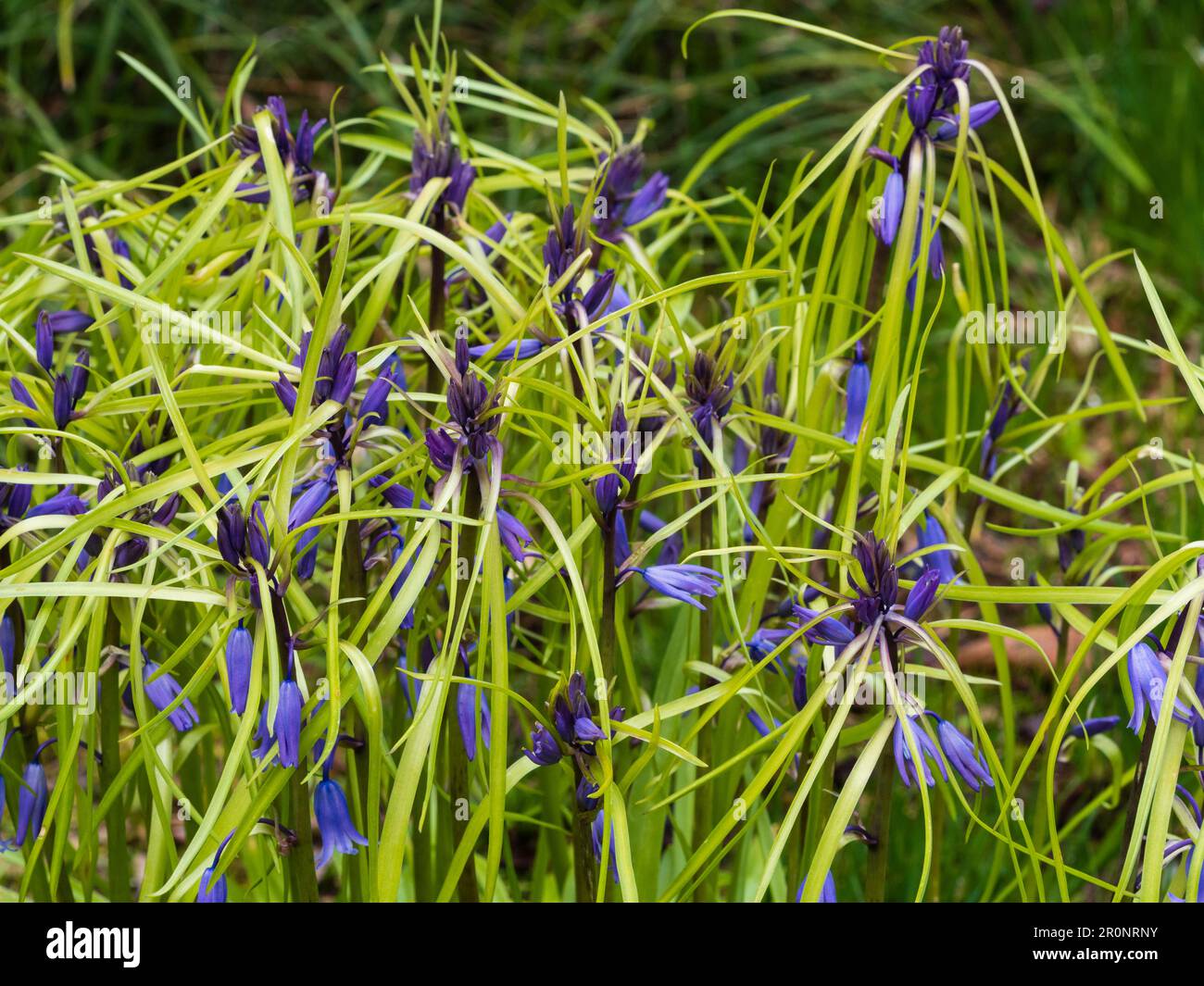 Inusual forma bracteate nativo del Reino Unido bluebell, Hyacinthoides non-scriptus, tiene hojas que crecen en el tallo floral Foto de stock