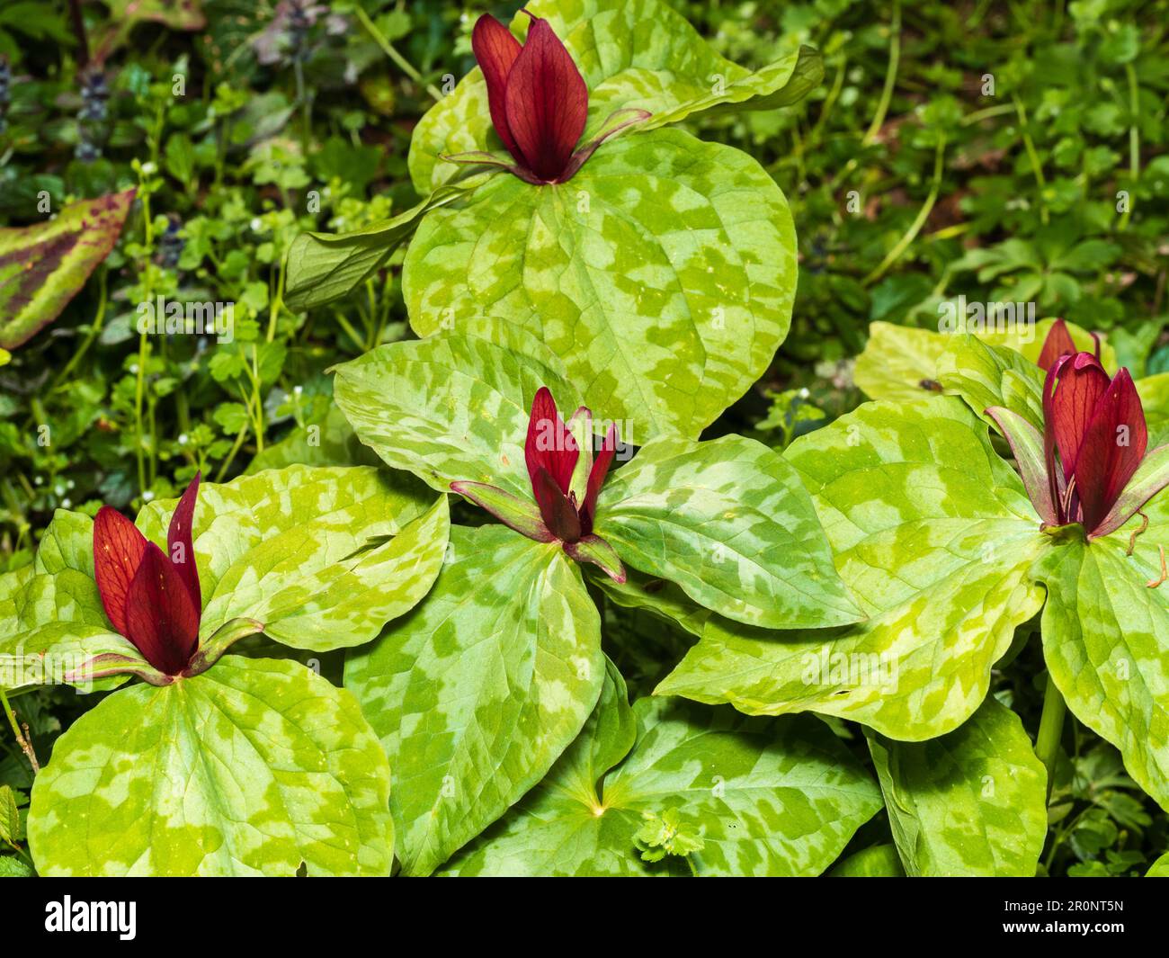 Flores rojas del cormo en flor de primavera, Trillium chloropetalum 'rubrum' por encima de las hojas con triple mancha Foto de stock