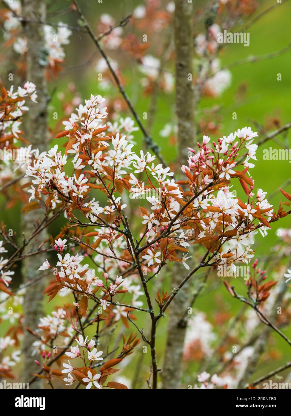 Follaje primaveral de bronce y flores blancas del árbol de Serviceberry resistente, Amelanchier x grandiflora 'Robin Hill' Foto de stock