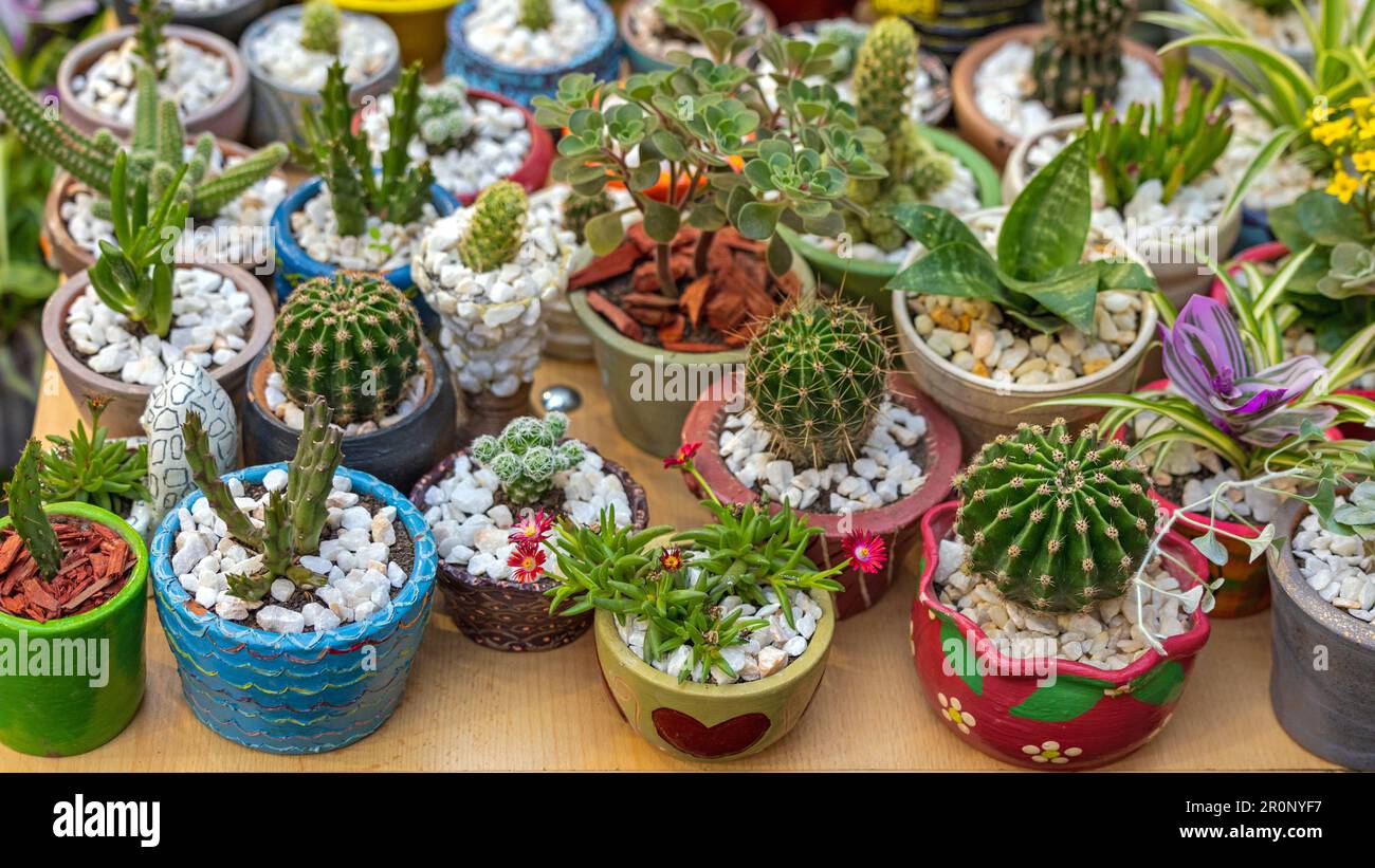 Mezcla de pequeñas plantas de cactus en macetas decorativas con piedras  Fotografía de stock - Alamy