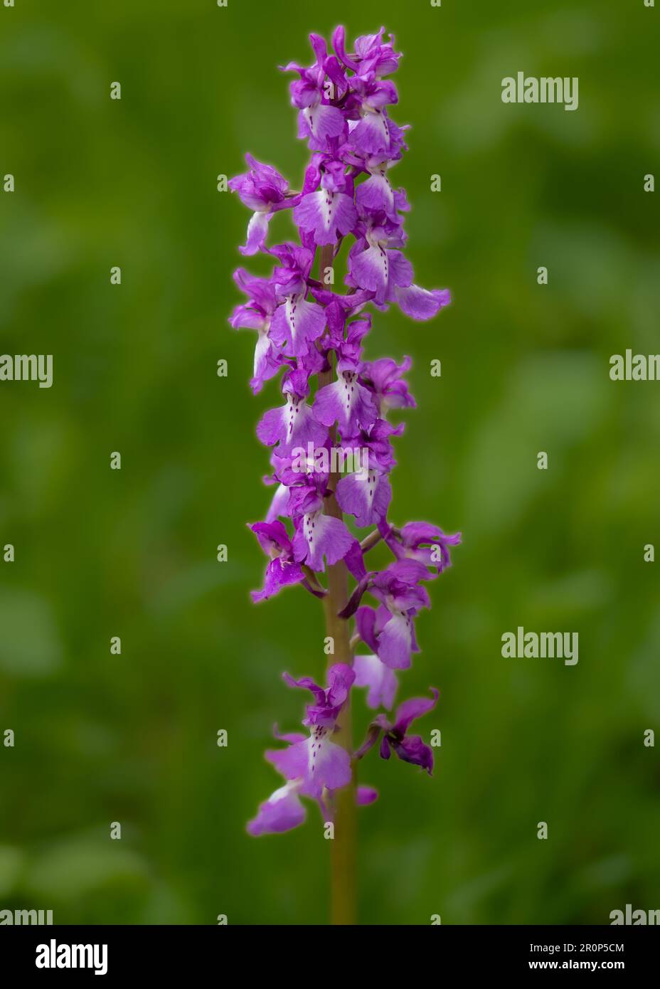 Una fascinante orquídea en su hábitat natural Foto de stock
