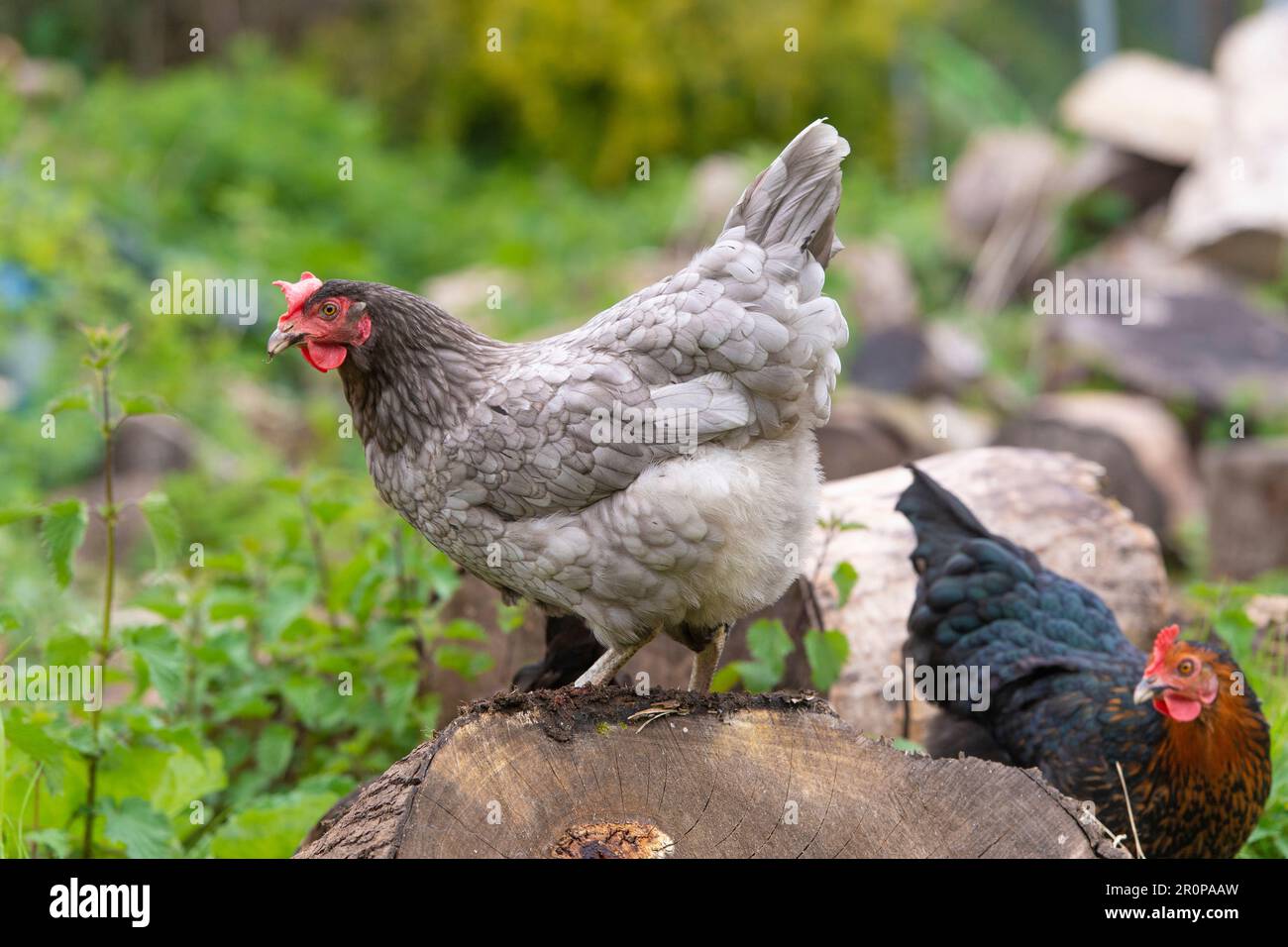 Gallinas Blue Maran forrajeando Foto de stock