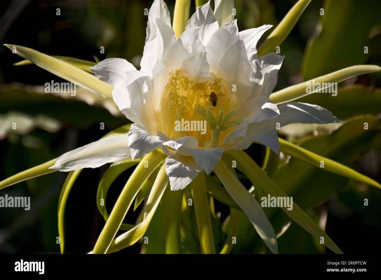 La planta de fruta del dragón florece en flores blancas brillantes en la noche de verano y otoño, y atrae a las abejas en la mañana del día siguiente Foto de stock