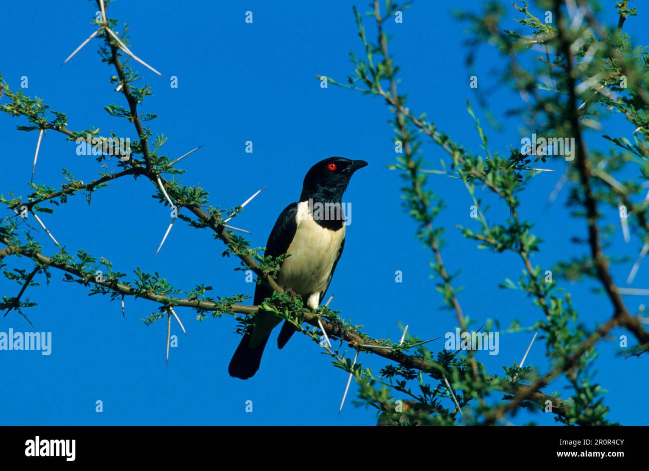 Magpie Starling, Starling, Starlings, Songbirds, Animalia, Aves, Magpie Starling (Speculipastor bicolor) encaramado en el árbol, Kenia Foto de stock