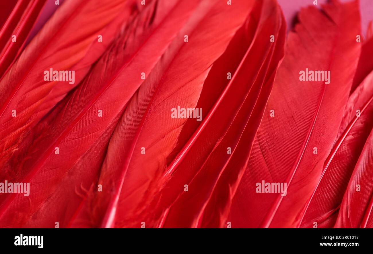 Muchas hermosas plumas rojas esponjosas como fondo, primer plano