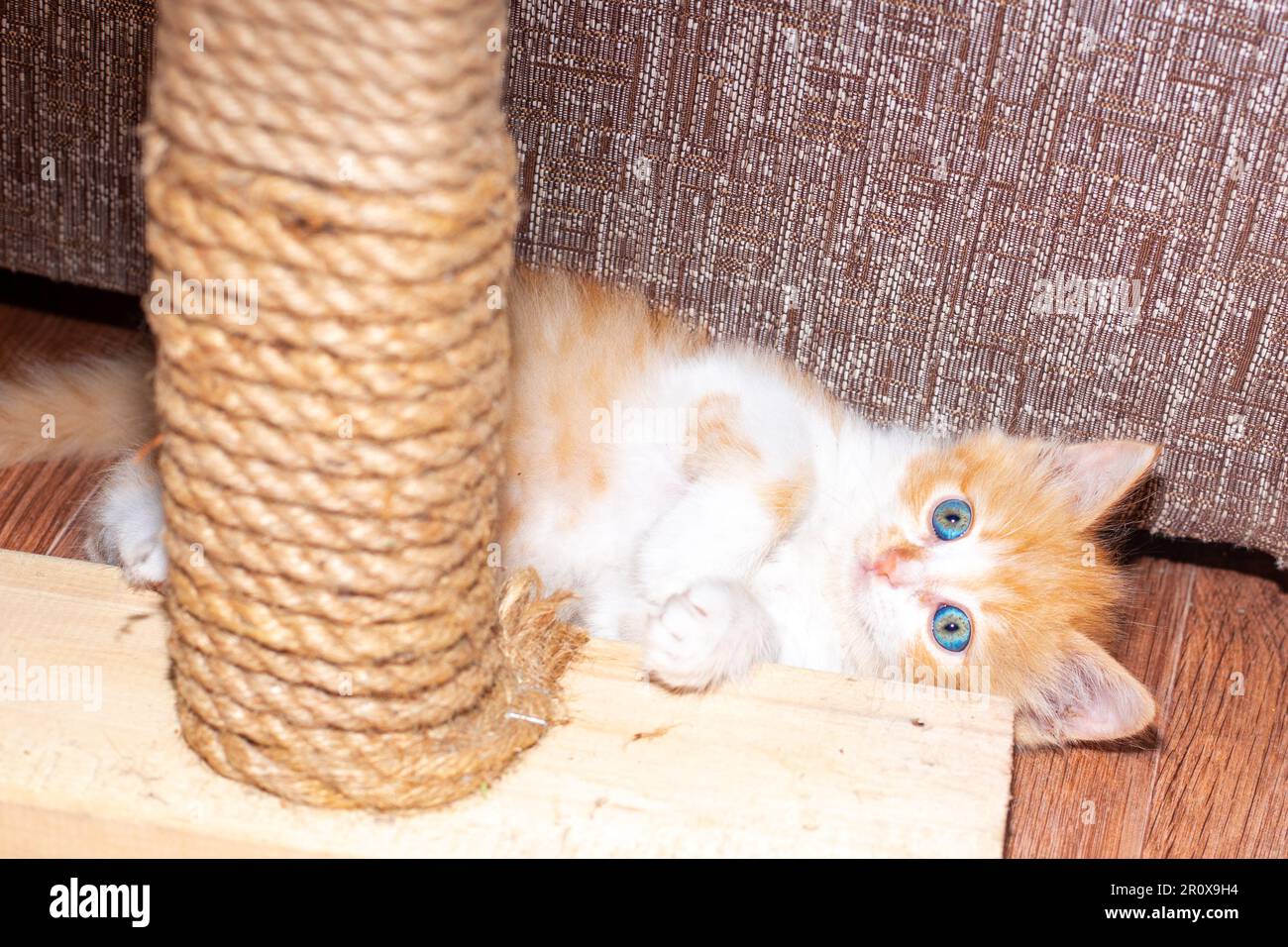 peque o gatito juega con un poste rascador. Rinc n de