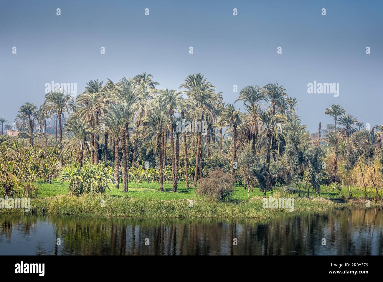 Palmeras a lo largo del río Nilo en un día soleado Foto de stock
