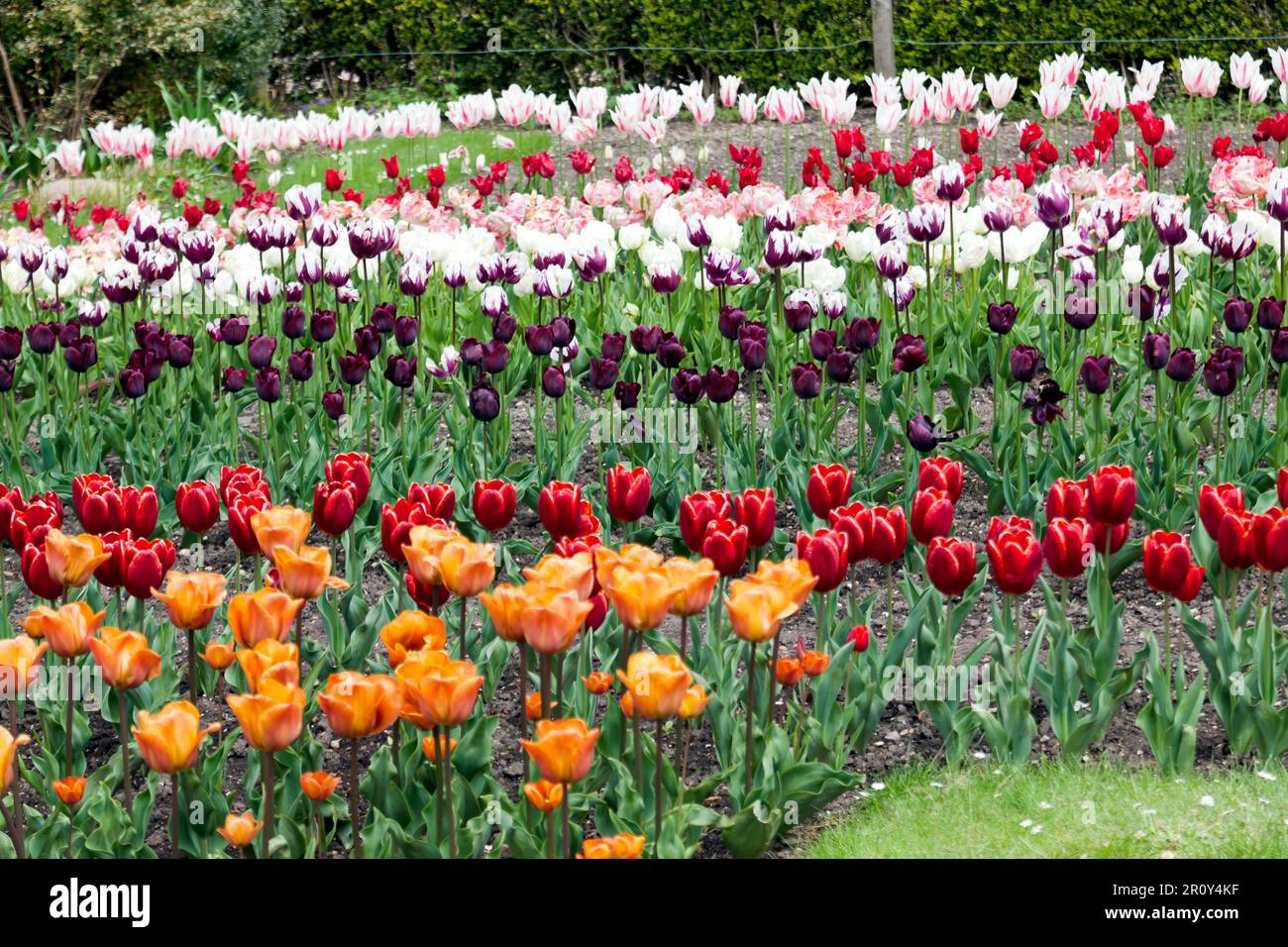 Tulipanes en la cocina Jardín del Castillo de Walmer, Walmer, Deal, Kent, Reino Unido Foto de stock