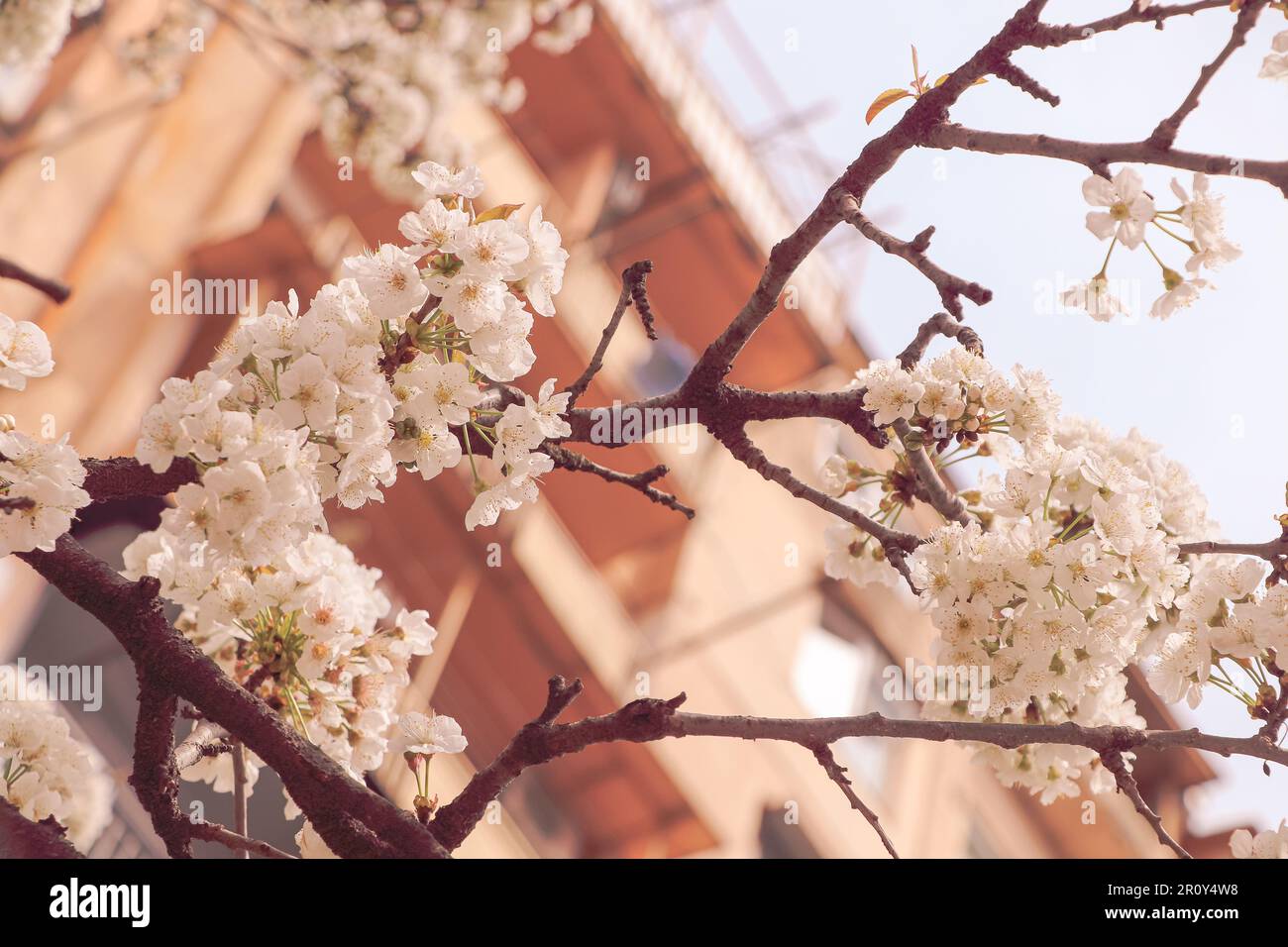 Cultivadores de la flor de cerezo o manzana. Flor de Sakura. Foto de stock
