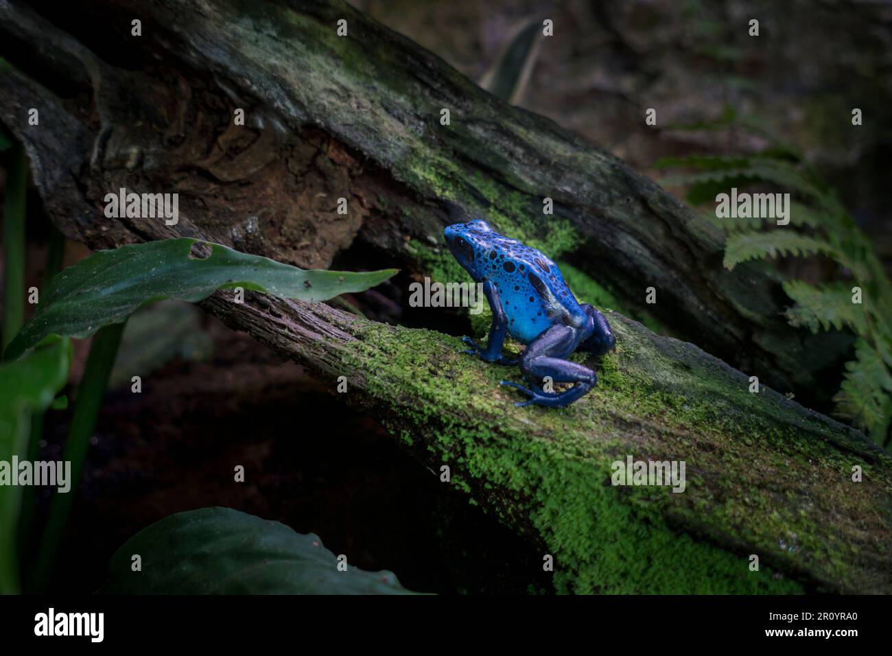 Rana azul veneno dardo / rana azul veneno flecha (Dendrobates tinctorius azureus) nativa de las selvas tropicales del sur de Surinam y el norte de Brasil Foto de stock