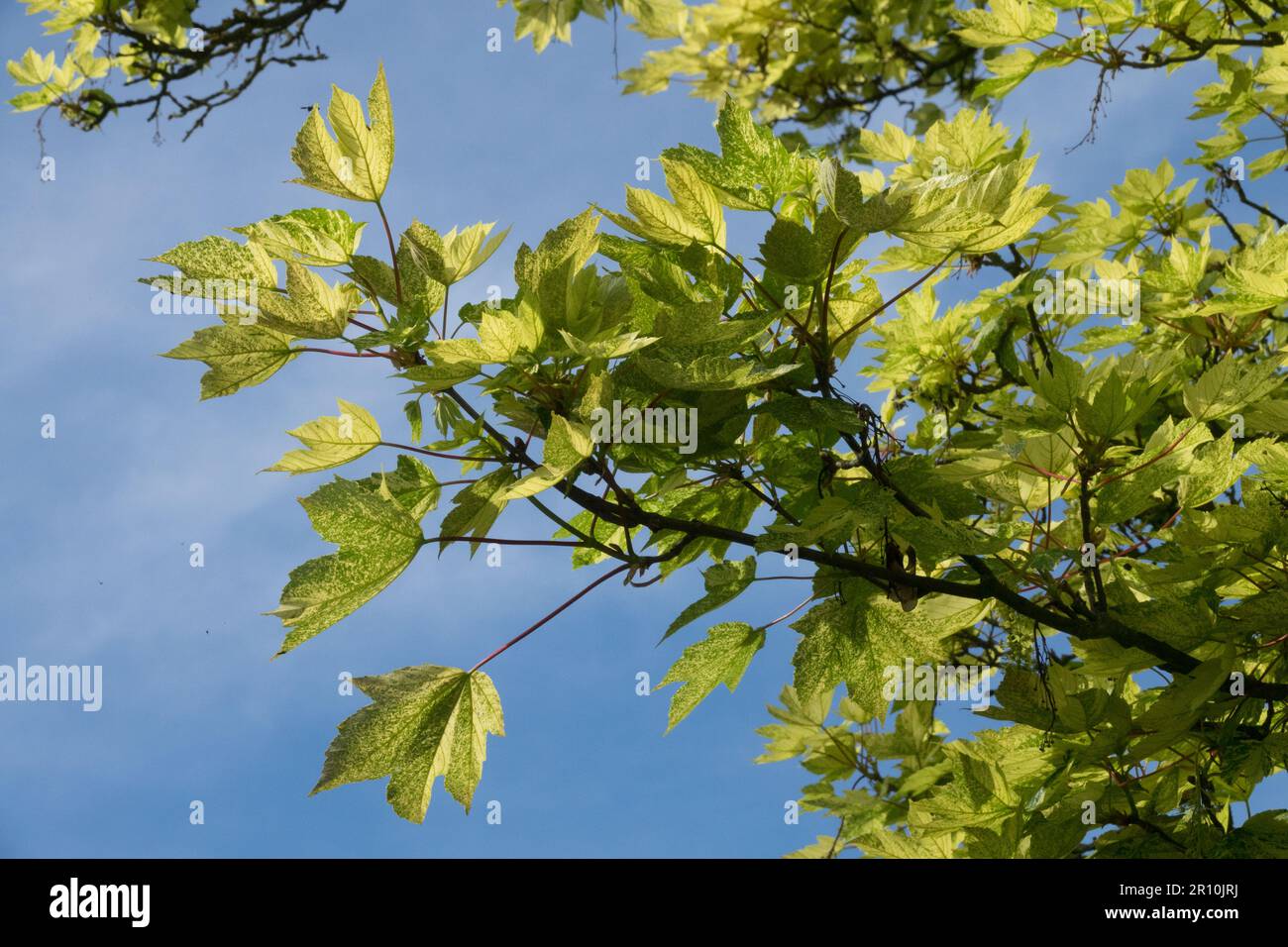 Caducifolio, ramas, sicómoro, arce, hojas, Acer pseudoplatanus, primavera, temporada Foto de stock