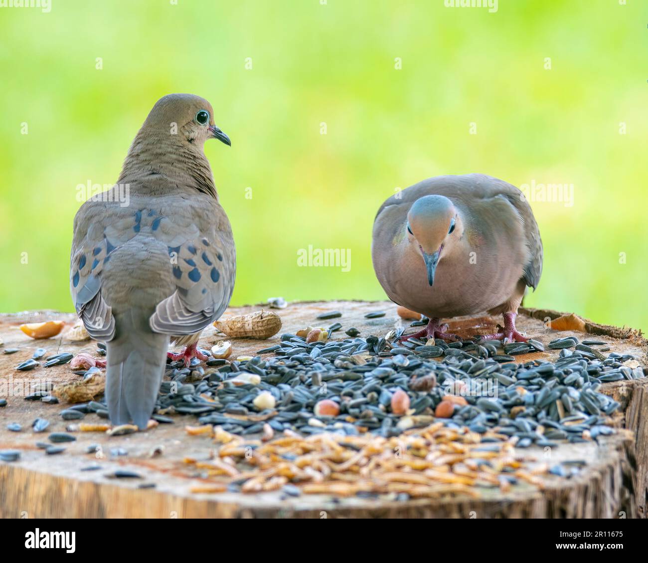 Un par de palomas de luto comiendo comida de pájaros. Foto de stock