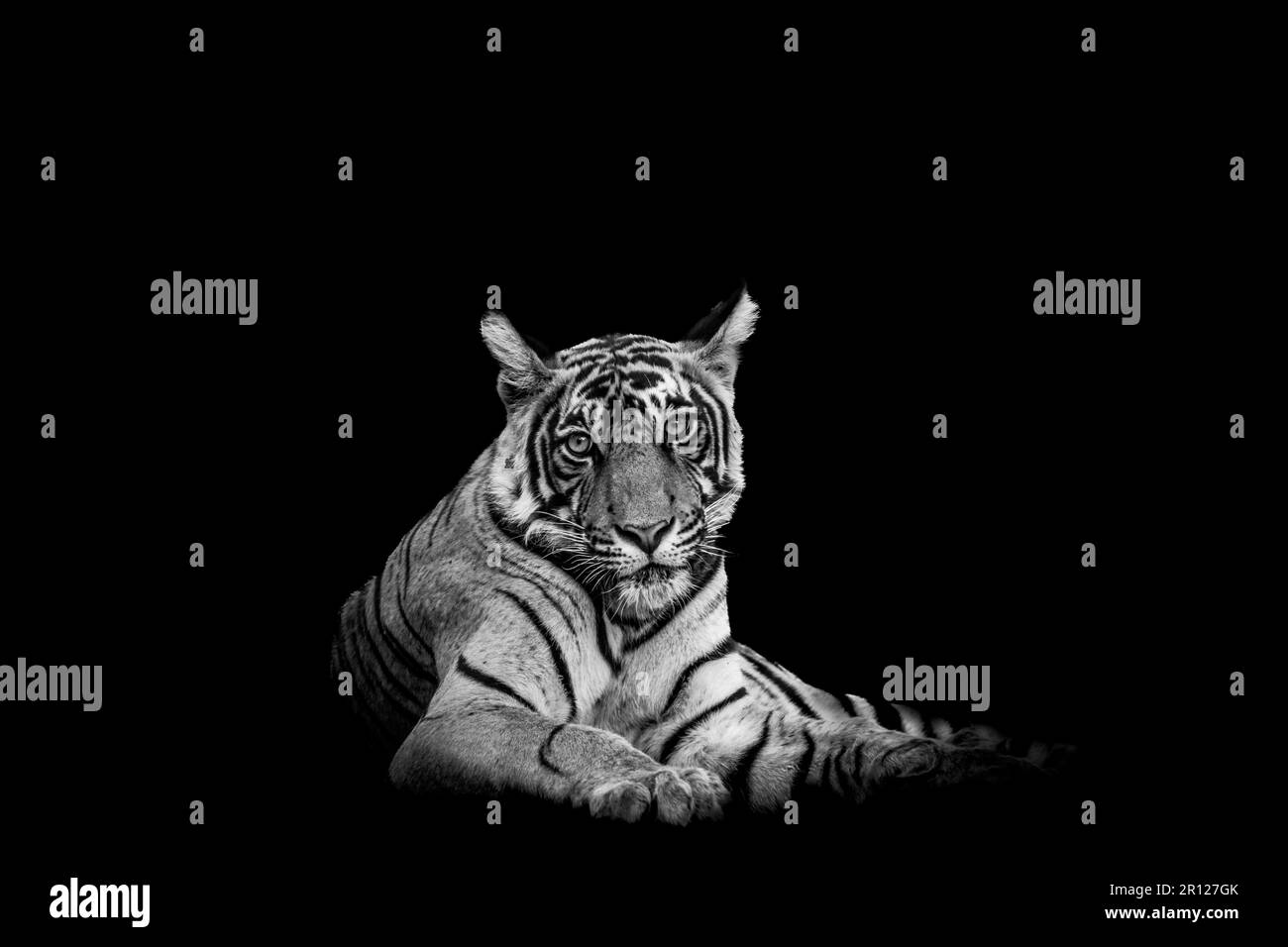 Tigre de bengala macho salvaje o primer plano panthera tigris Imagen de arte fino o retrato en fondo blanco y negro durante safari en el parque nacional de ranthambore Foto de stock