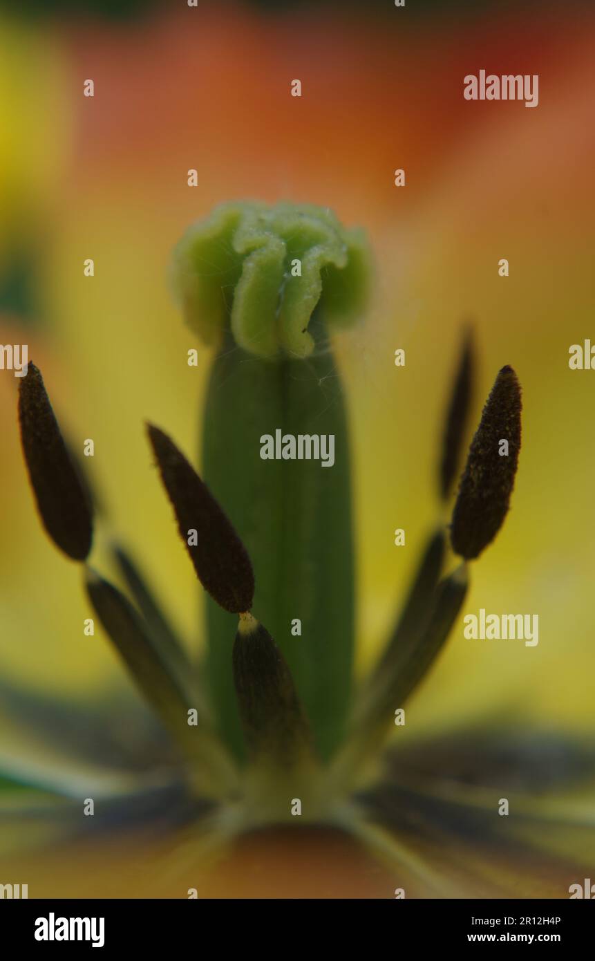 Flor de tulipán en Macro Shot. Foto de stock