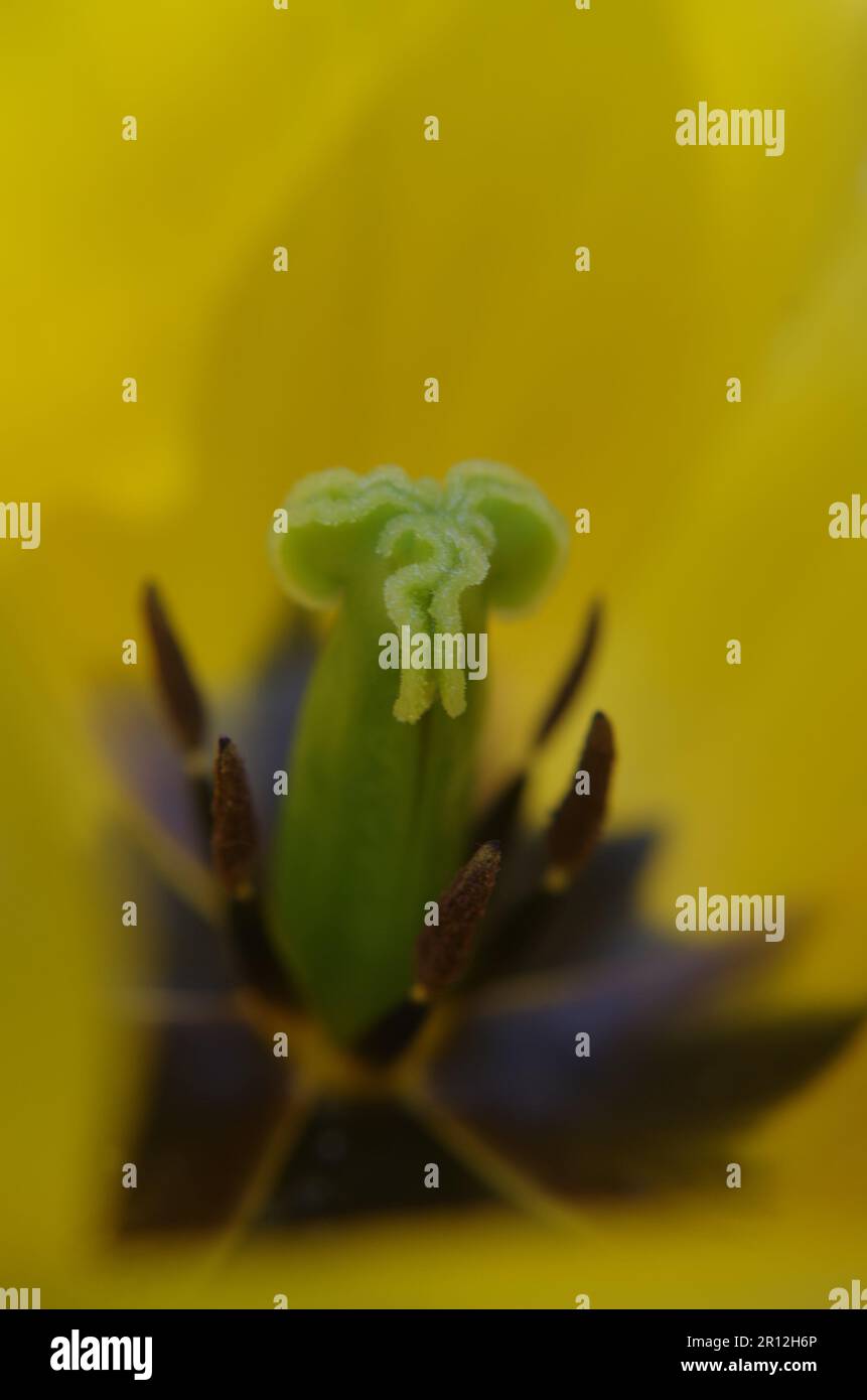 Flor de tulipán en Macro Shot. Foto de stock