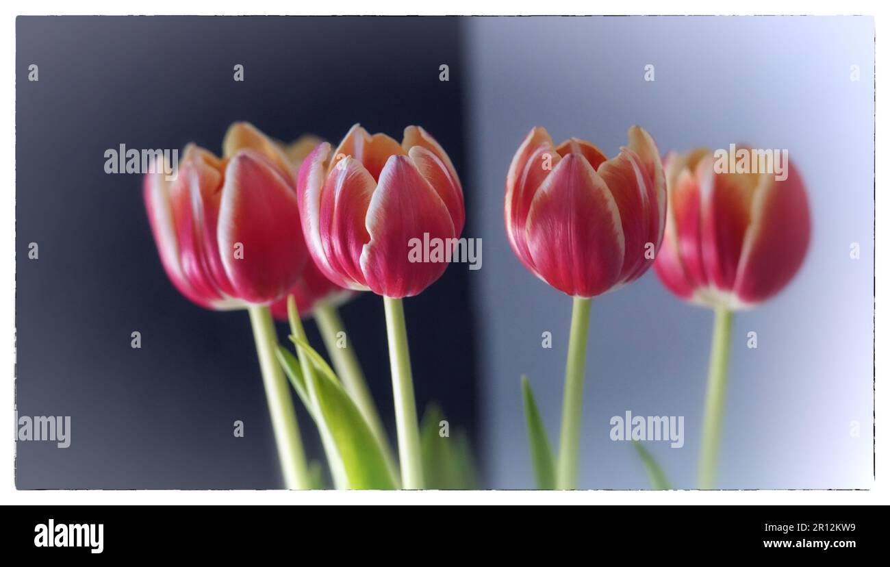 Tulpen Foto de stock