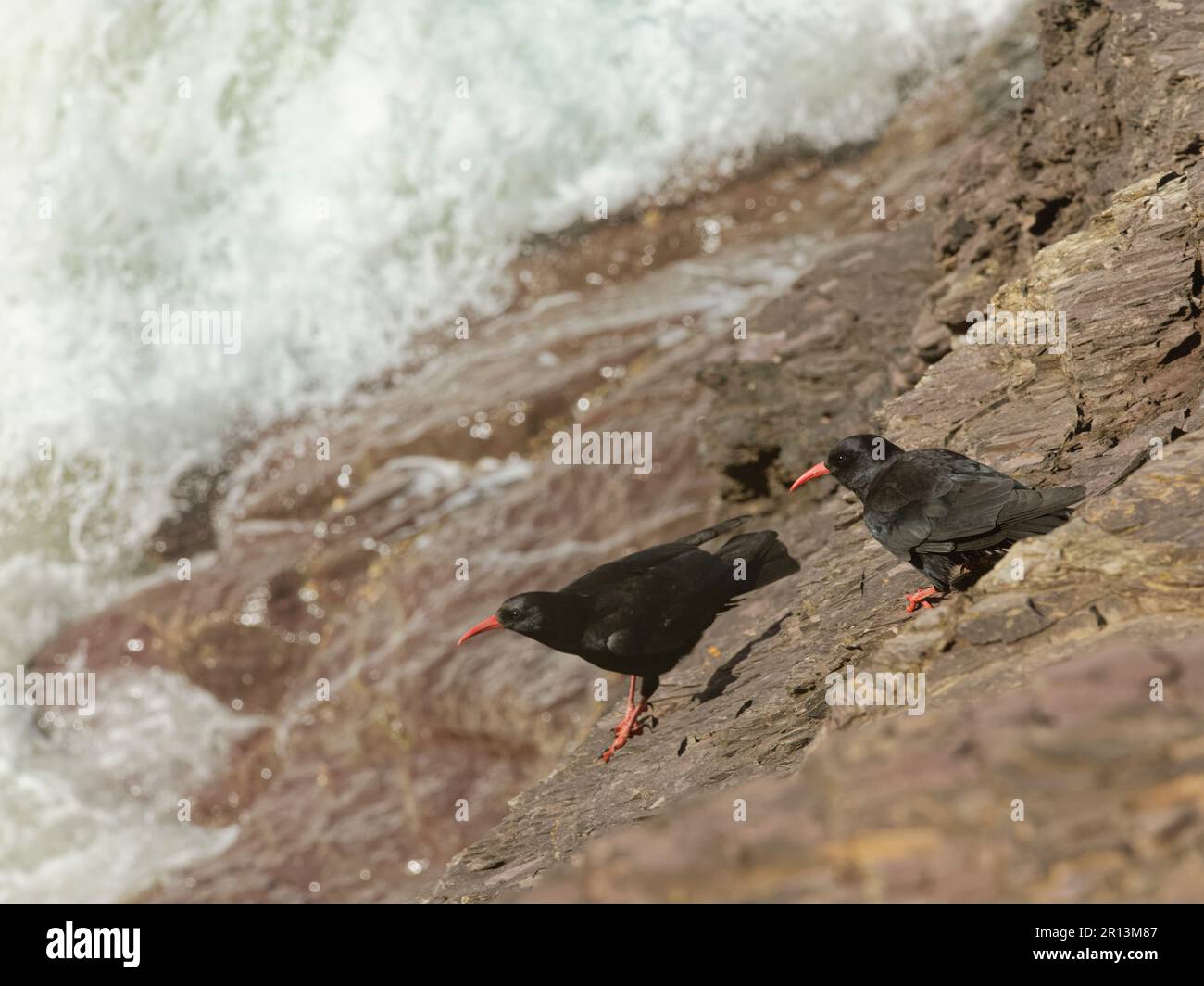 Par de chough de pico rojo (Pyrrhocorax pyrrhocorax) encaramado en el borde del acantilado costero con mar agitado en el fondo, Cornualles, Reino Unido, abril. Foto de stock