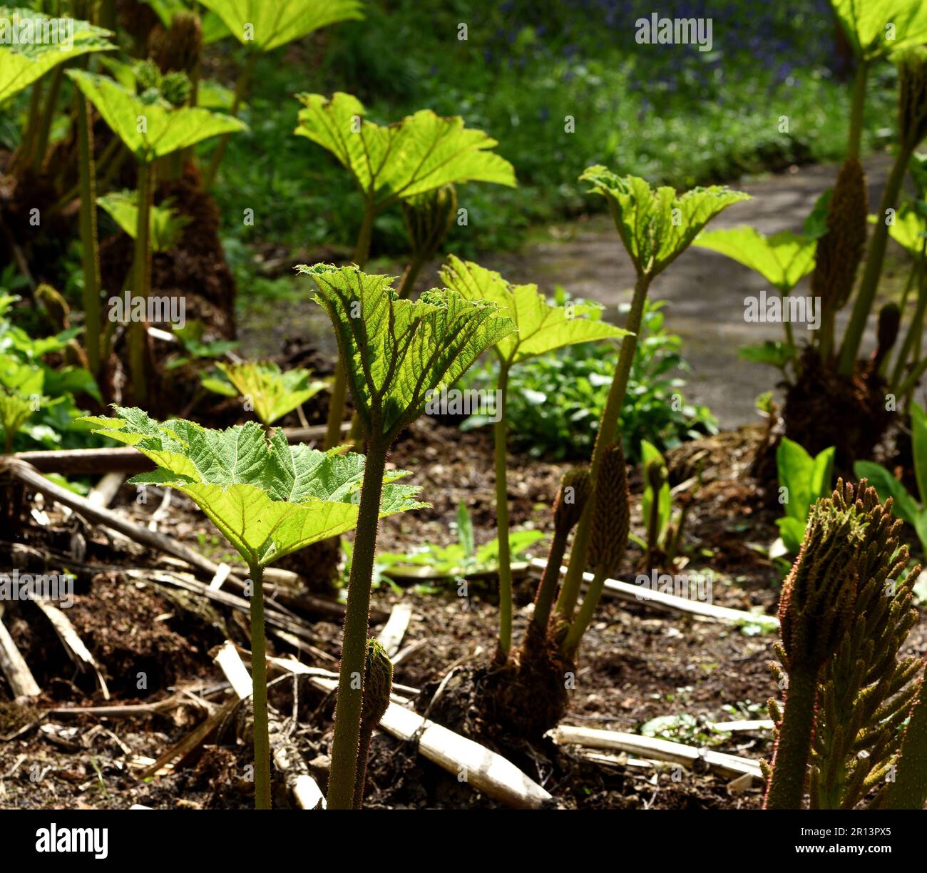 Joven Gunnera manicata retroiluminada. Foto de stock