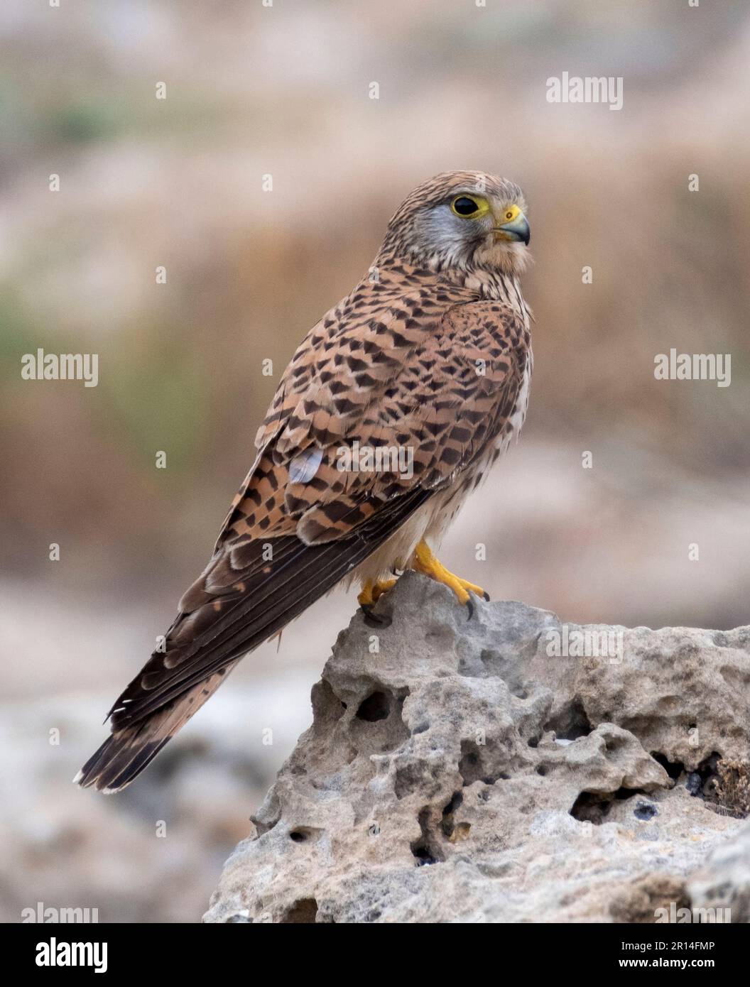 Cernícalo hembra (falco tinnunculus) encaramado en un afloramiento rocoso, Paphos, Chipre. Foto de stock