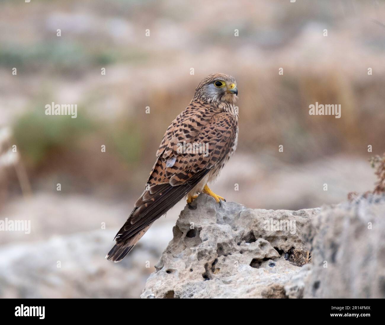Cernícalo hembra (falco tinnunculus) encaramado en un afloramiento rocoso, Paphos, Chipre. Foto de stock
