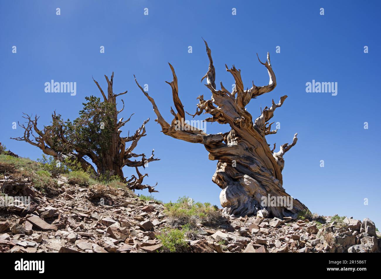 Antiguos pinos de bristlecone en las Montañas Blancas de California Foto de stock