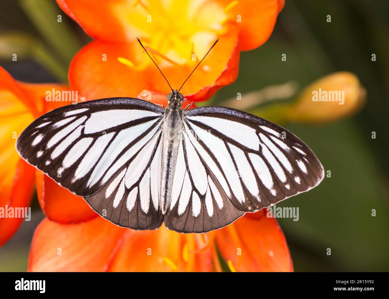 Blanco y negro mariposas tropicales en una flor de flor de naranja Foto de stock