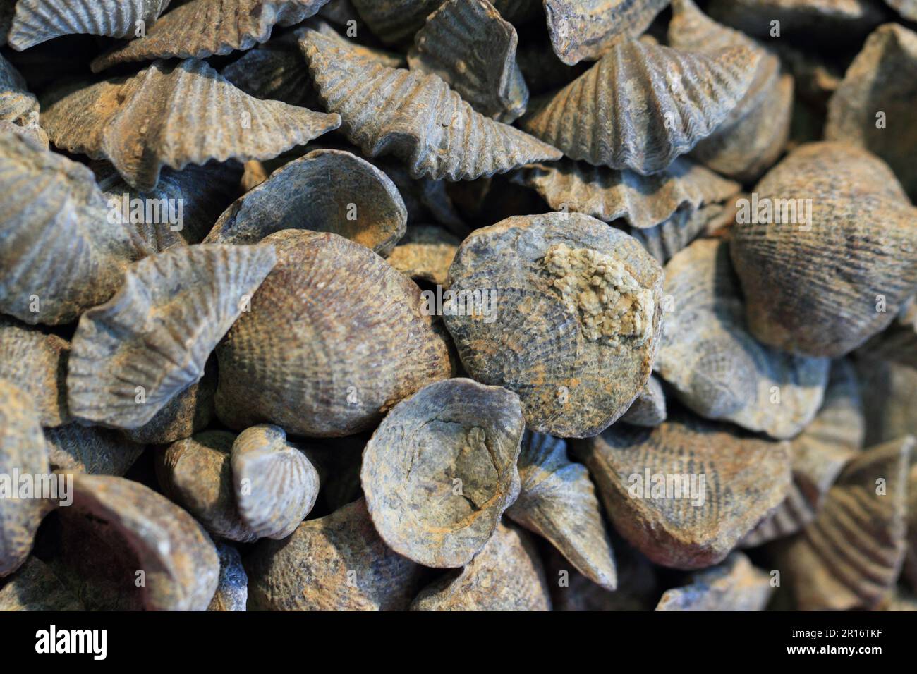 shell fosils colección como fondo natural agradable Foto de stock