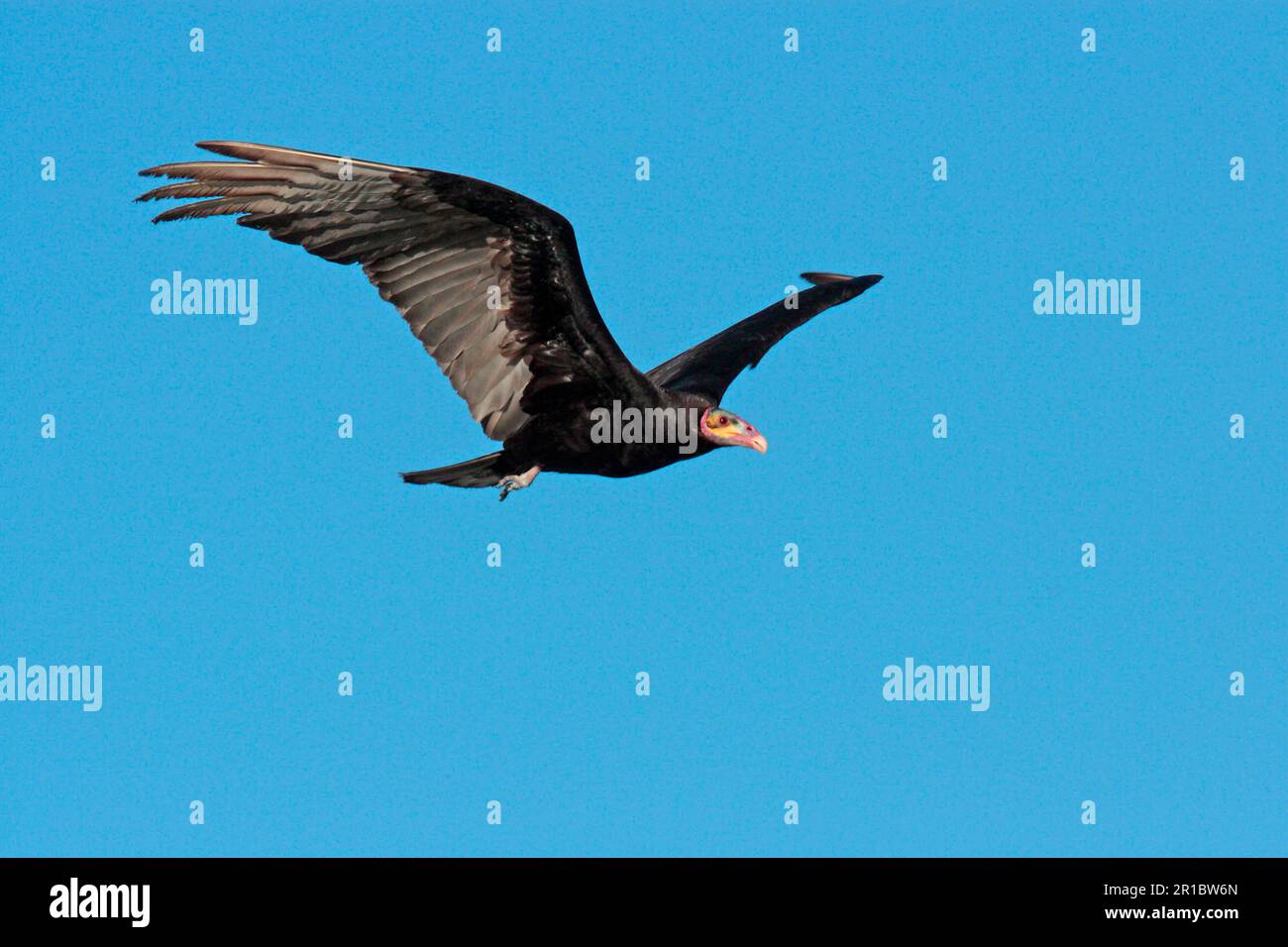 Buitre de Cabeza Amarilla Menor (Cathartes burrovianus) adulto, en vuelo, Colonia Carlos Pellegrini, Corrientes, Argentina Foto de stock