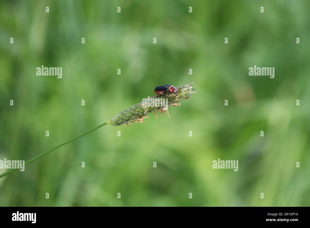 Soldado-escarabajo mordisquea en la punta de un Foxtail-hierba Foto de stock