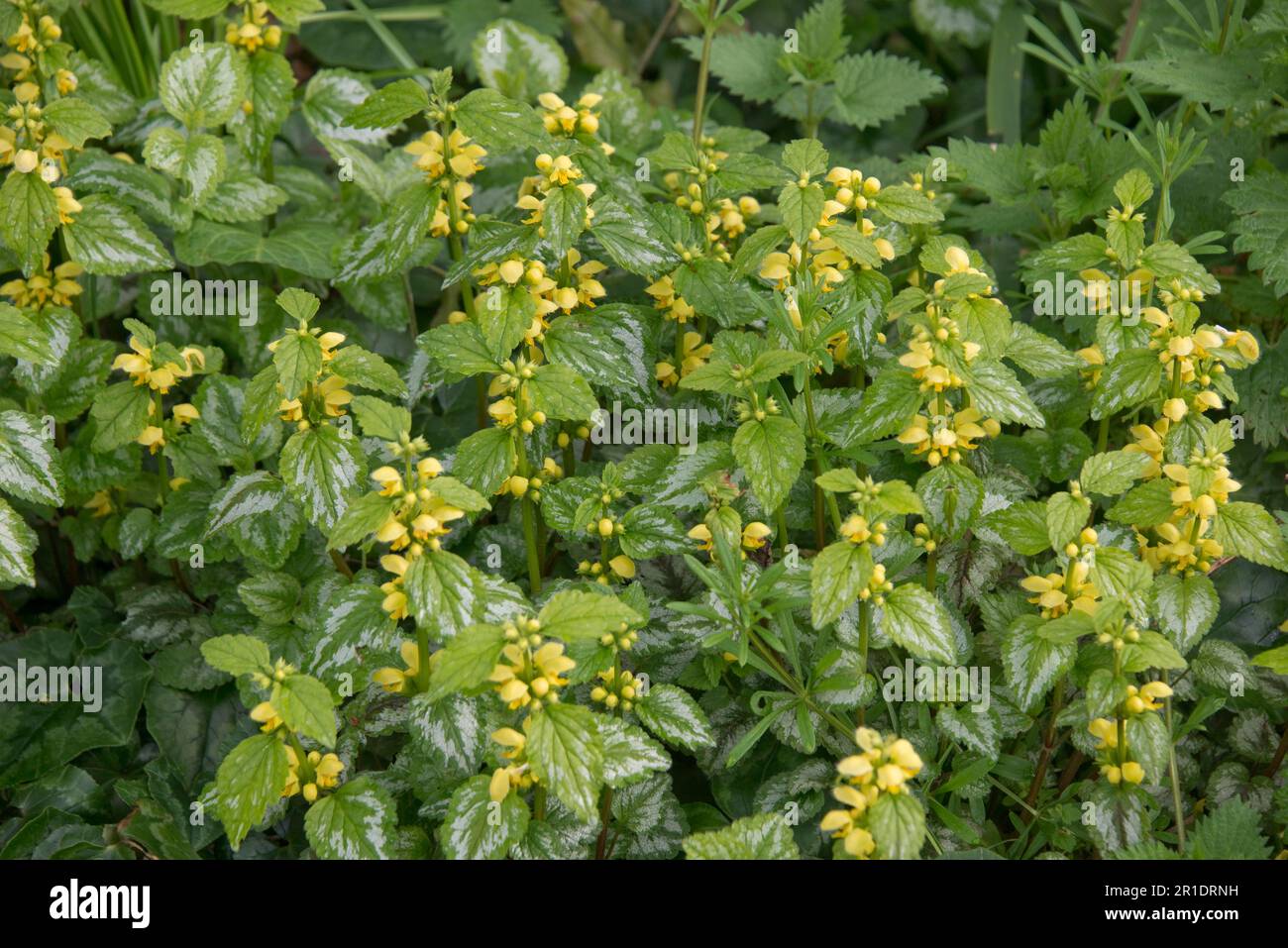 Arcángel amarillo variegado ( Lamium galeobdolon) en flor con parches de hojas plateadas, una especie de planta invasiva, introducida común en jardines, Berksh Foto de stock