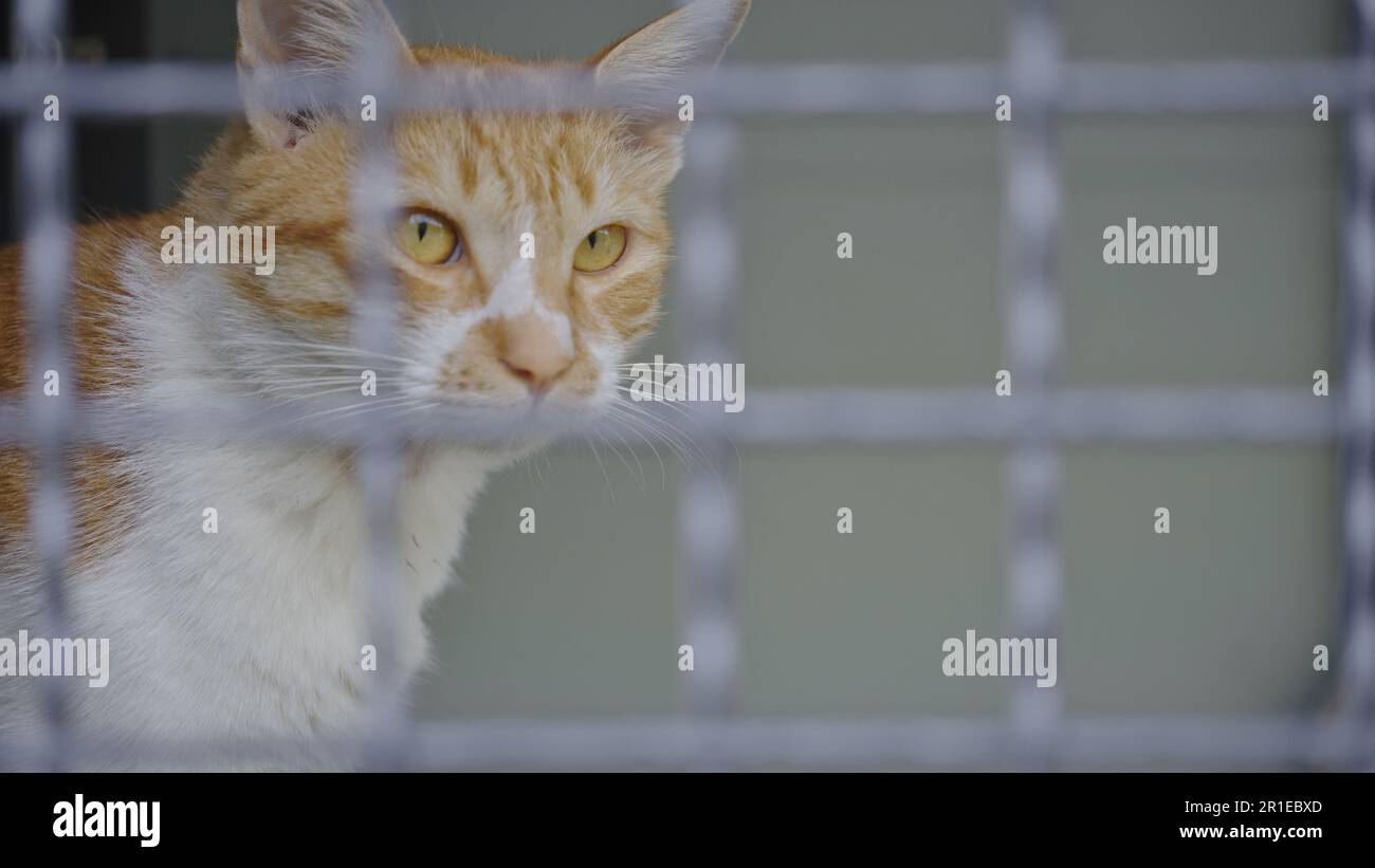 Un felino blanco y naranja doméstico en una jaula de metal, a quien se le prohibió escapar Foto de stock