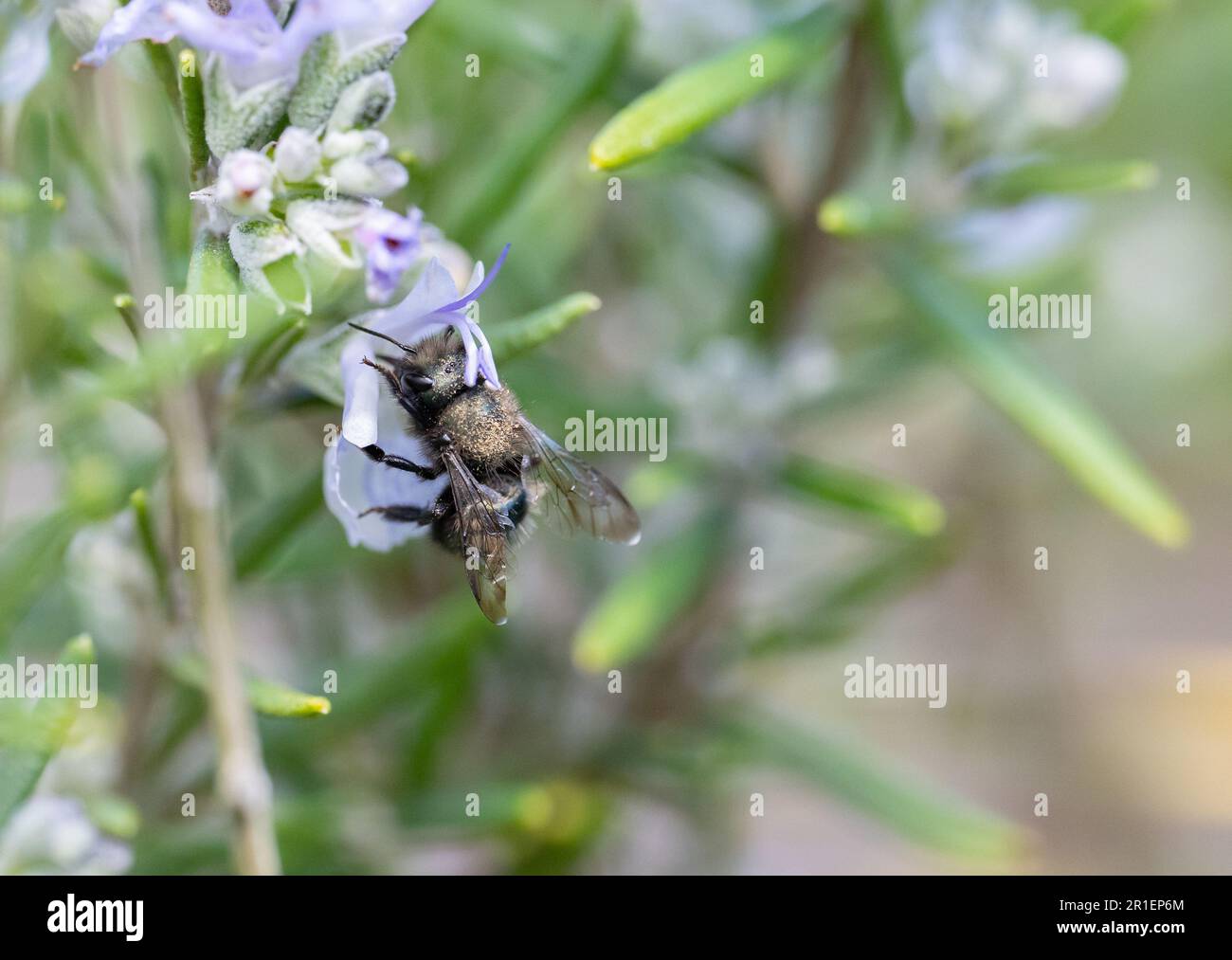 Abeja albañil polinizando una flor de romero (Osmia lignaria en SALVIA rosmarinus) Foto de stock