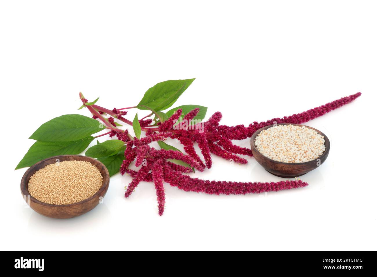 Planta de Amaranthus, semilla seca y amaranto de grano hinchado
