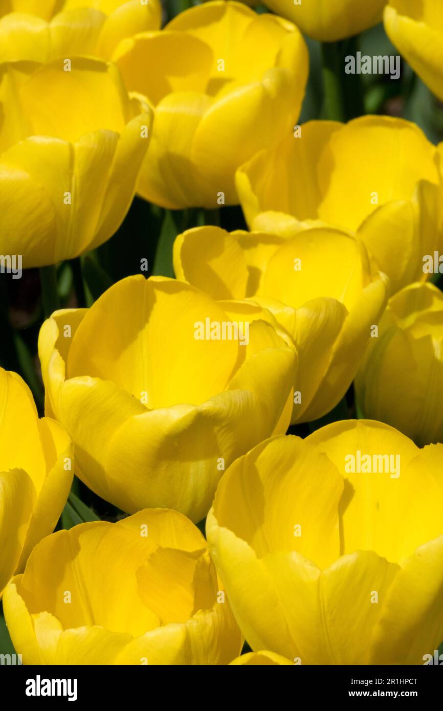 Cultivador amarillo, tulipanes 'Ángel amarillo' tulipanes, tulipanes tardíos Foto de stock