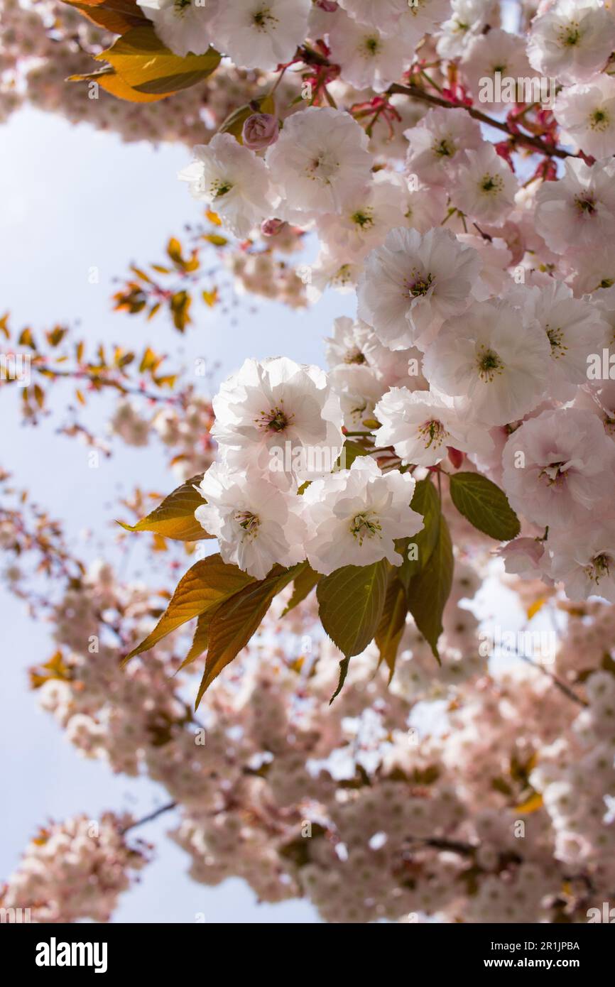 Hermosas flores de cerezo blanco en la primavera de 14.05.2023 Bialystok Polonia. Primavera y vistas a los cerezos en flor. Foto de stock