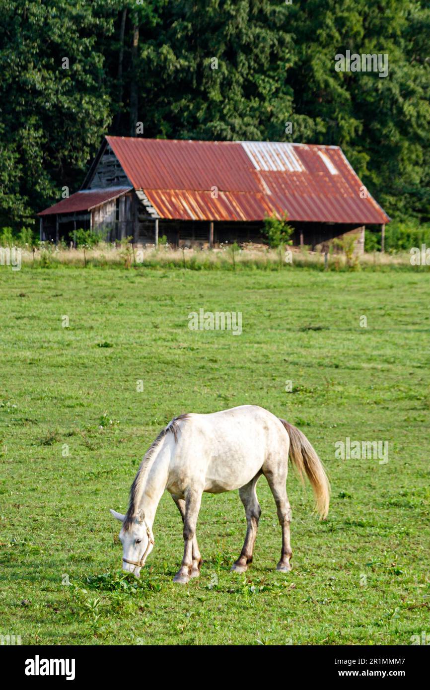 Tennessee Great Smoky Mountains National Park, campo rural campo rústico pastoreo de caballos pastos, granero desgastado por el tiempo, Foto de stock