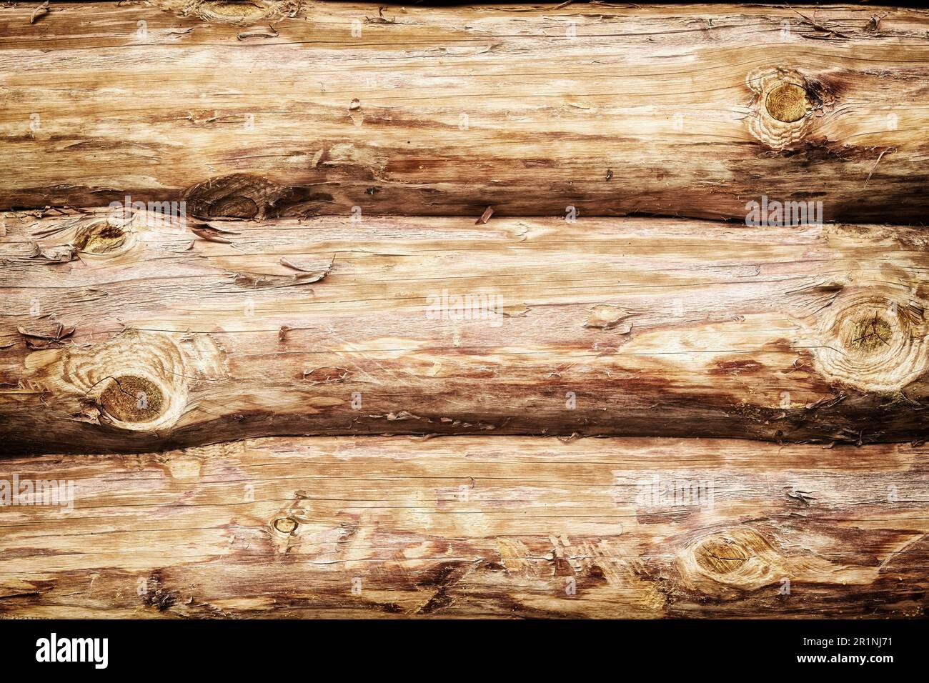 Gran textura de pared de madera de troncos de árboles recién cortados. Fondos abstractos de la naturaleza Foto de stock