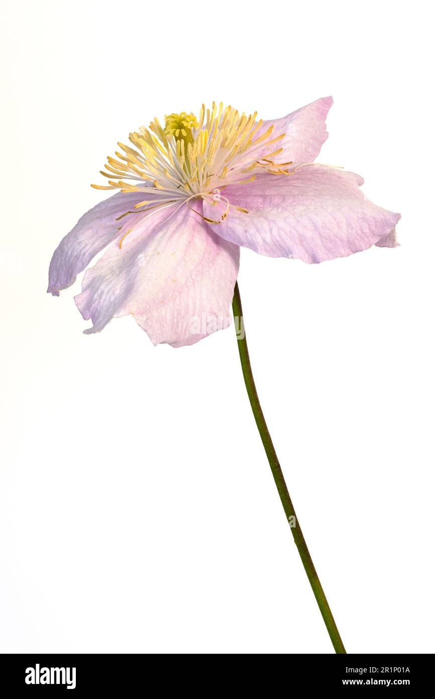 Una flor solitaria de clemátide rosa pálido, fotografiada sobre un fondo blanco plano Foto de stock