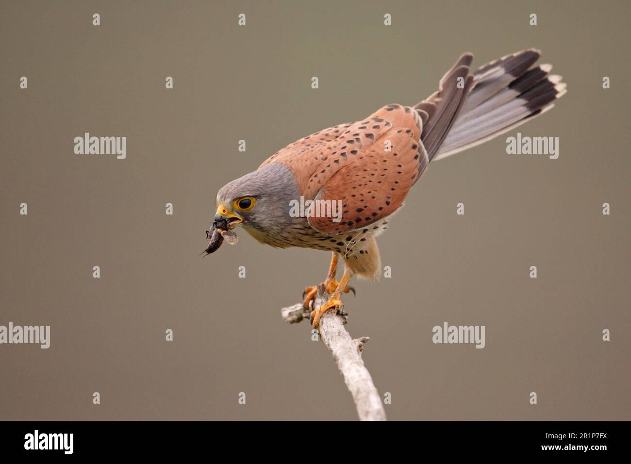 Cernícalo común (Falco tinnunculus), macho adulto, insectivor, en tierras de cultivo, Hungría, principios de verano Foto de stock
