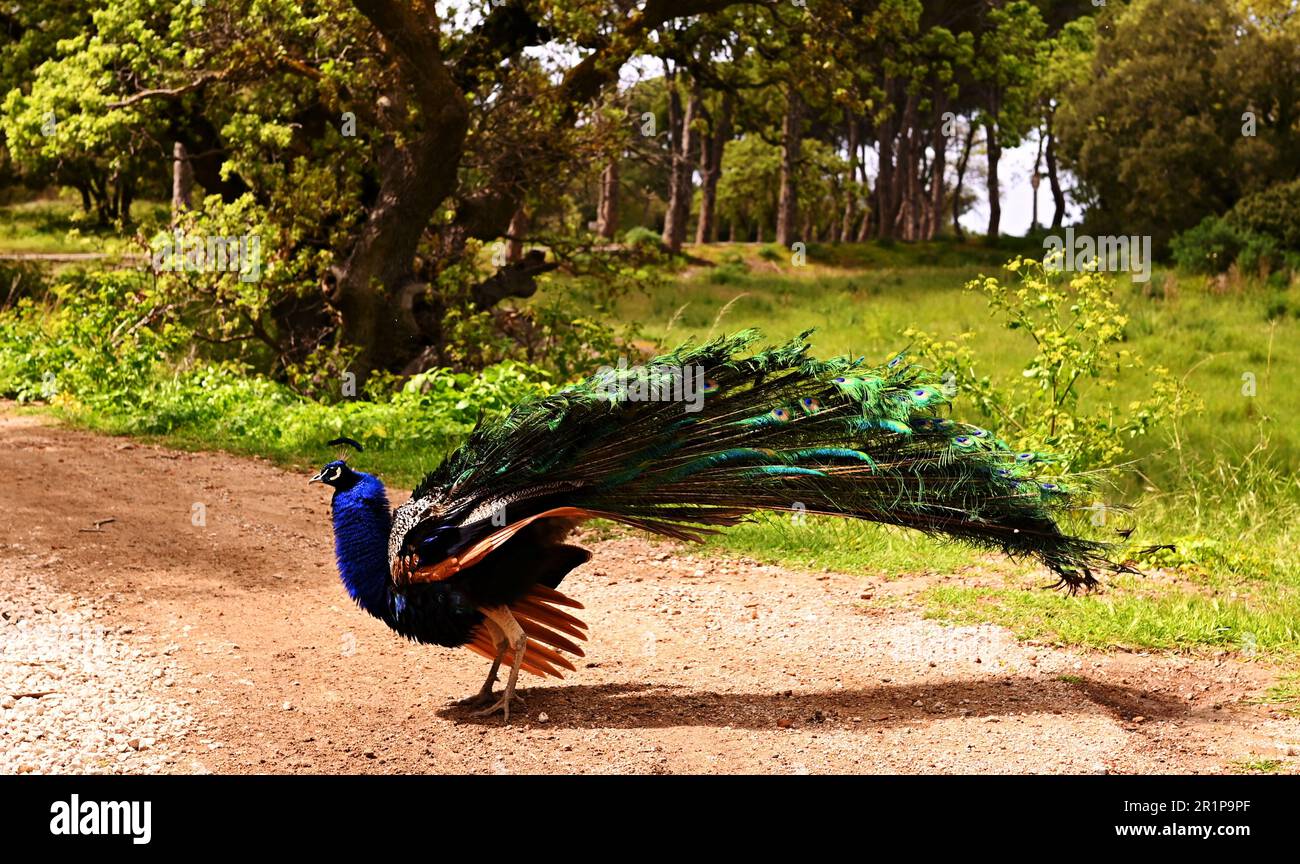 Hermosos pavos reales masculinos con colores brillantes de plumas caminan en el parque con colas largas. Él se para en un camino de tierra y agita su cola antes de abrir. Foto de stock