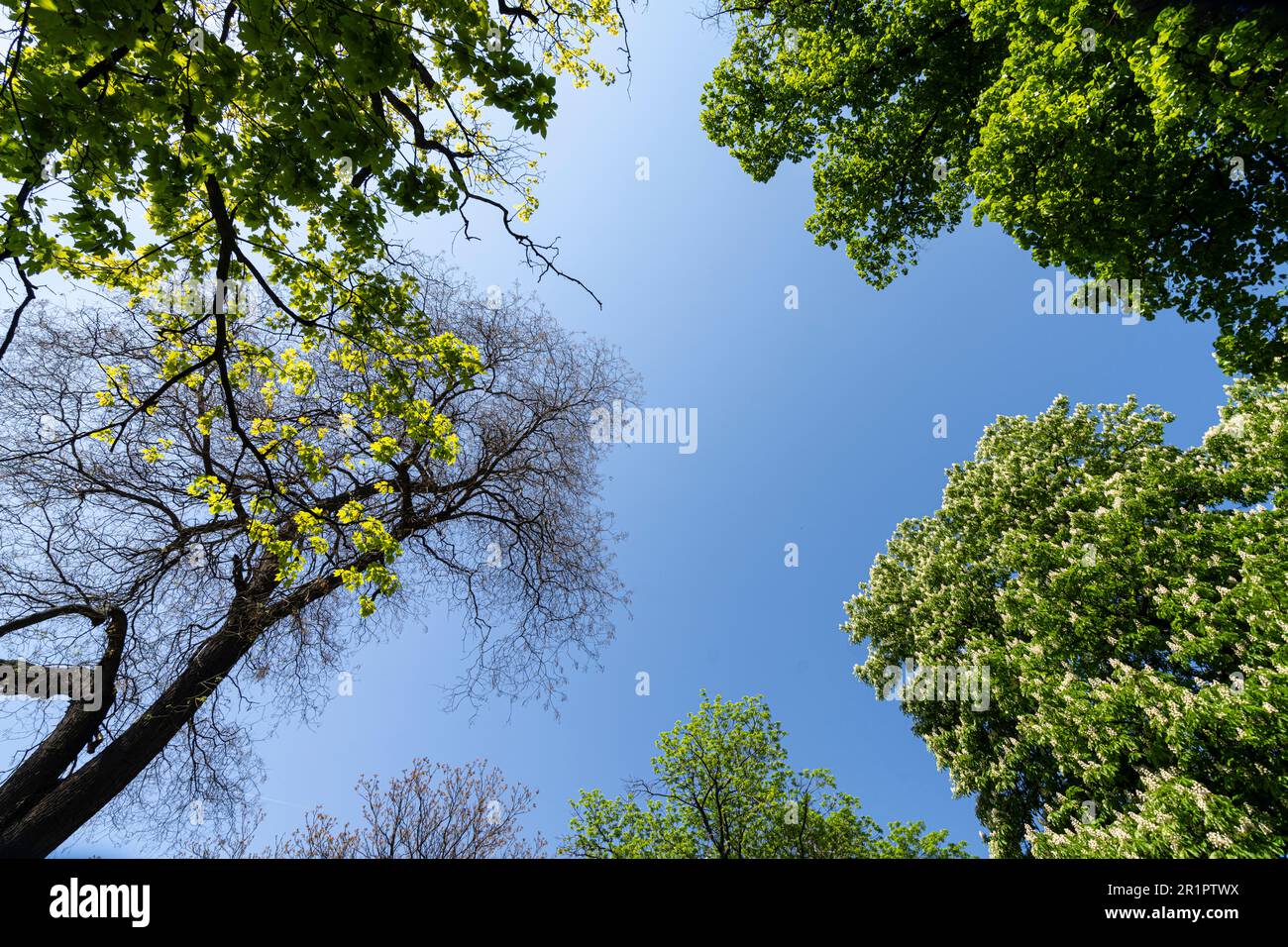 Sofía, Bulgaria. Mayo de 2023. las coronas de los árboles con el cielo claro en el fondo Foto de stock