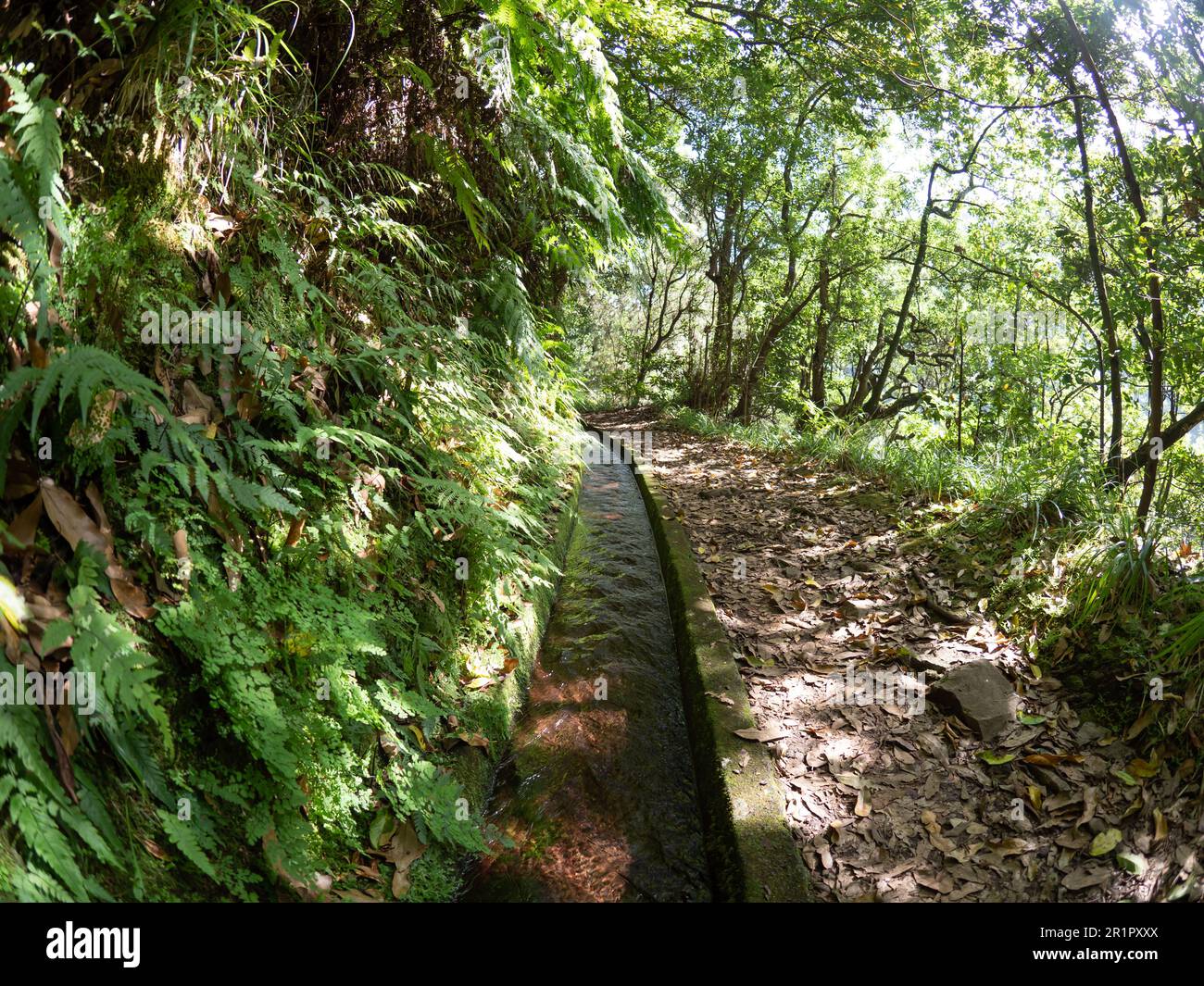 Wanderung an einer Levada en Madeira, Senderismo a lo largo de una levada en Madeira, Madeira, Portugal Foto de stock