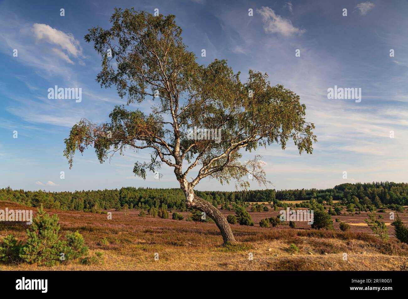 Impresión de paisaje, Lüneburg Heath Foto de stock