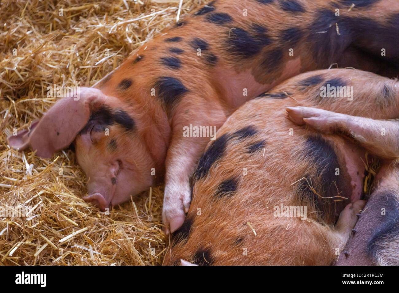 Primer plano de cerdos de raza rara de aspecto feliz durmiendo en una cama de paja en una granja de cerdos. Helen Cowles/ Alamy Foto de stock