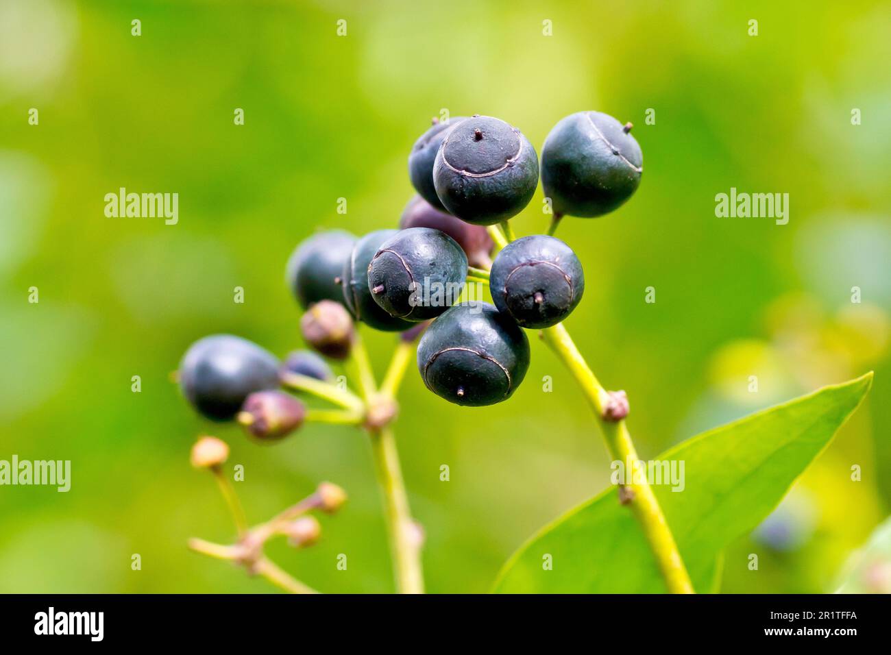 Hiedra (hedera hélice), cerca de un pequeño grupo de bayas negras maduras producidas por el arbusto en la primavera. Foto de stock