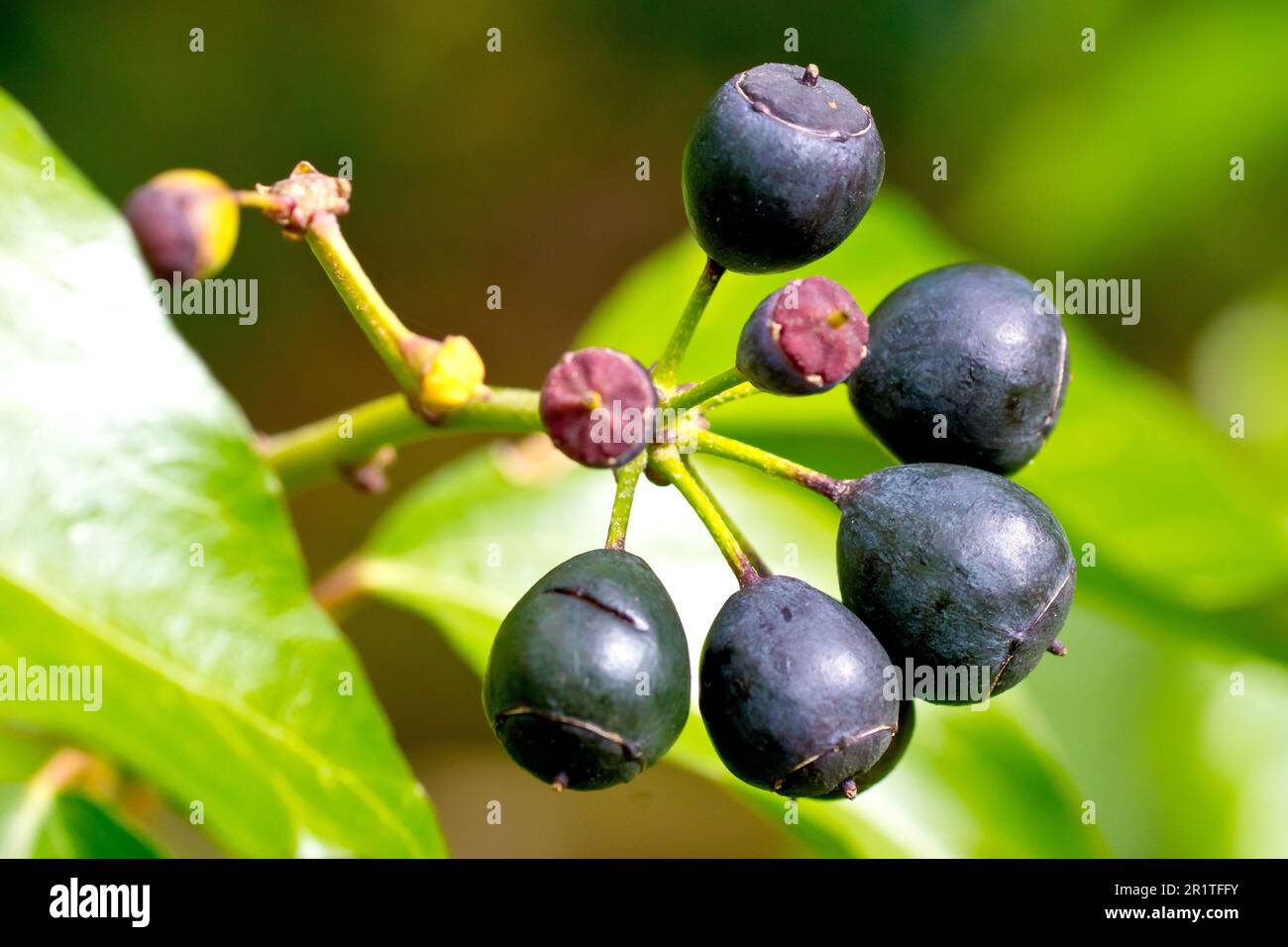 Hiedra (hedera hélice), cerca de un pequeño grupo de bayas negras maduras producidas por el arbusto en la primavera. Foto de stock