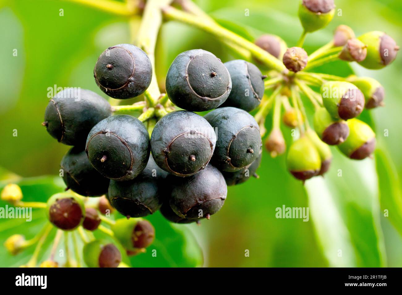 Hiedra (hedera hélice), cerca de un pequeño grupo de bayas negras maduras producidas por el arbusto en la primavera. Foto de stock