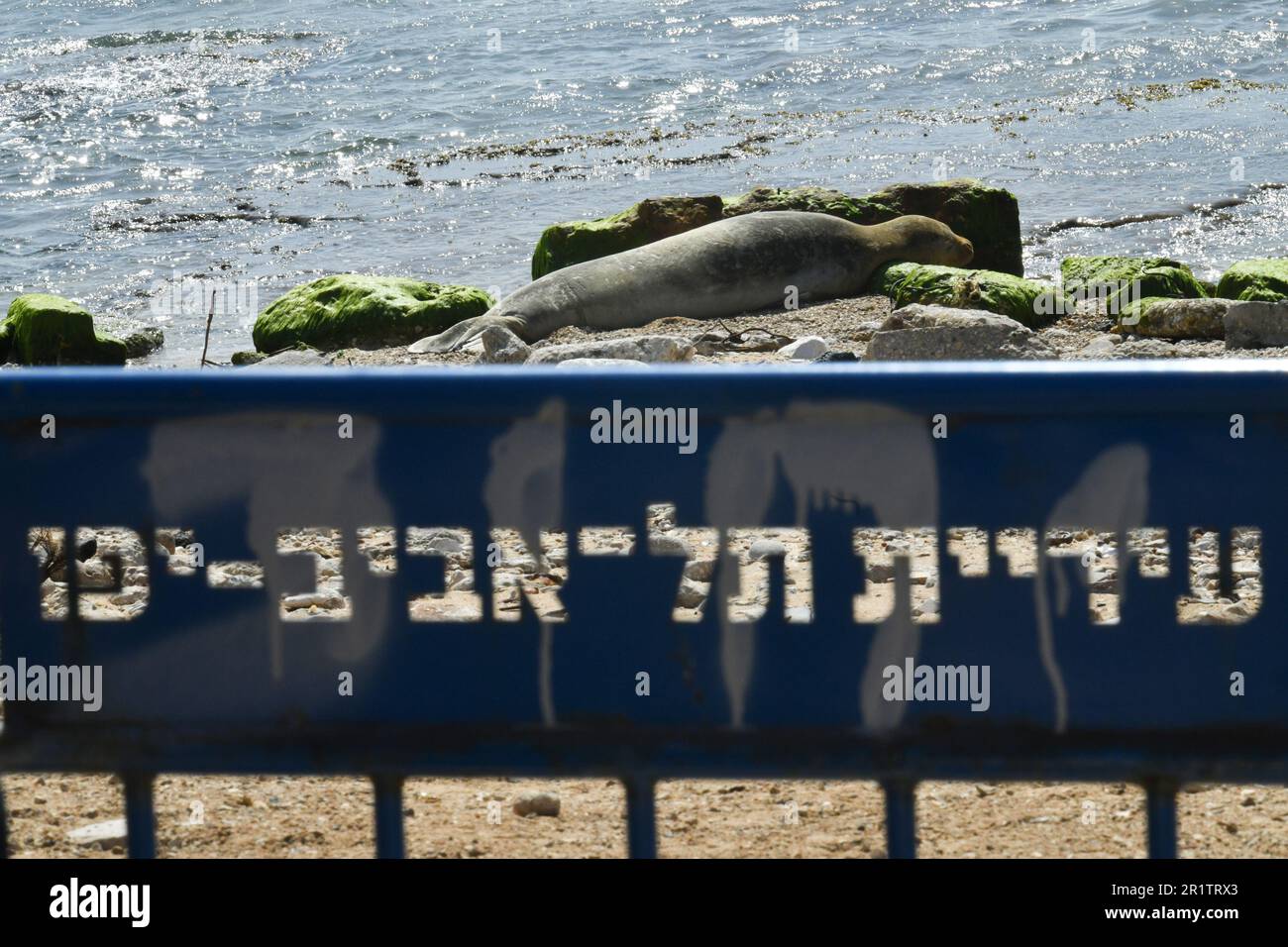 230515) -- TEL AVIV, 15 de mayo de 2023 (Xinhua) -- Una foca monje  mediterránea se encuentra a la orilla del mar en la playa de Jaffa en Tel  Aviv, Israel, el
